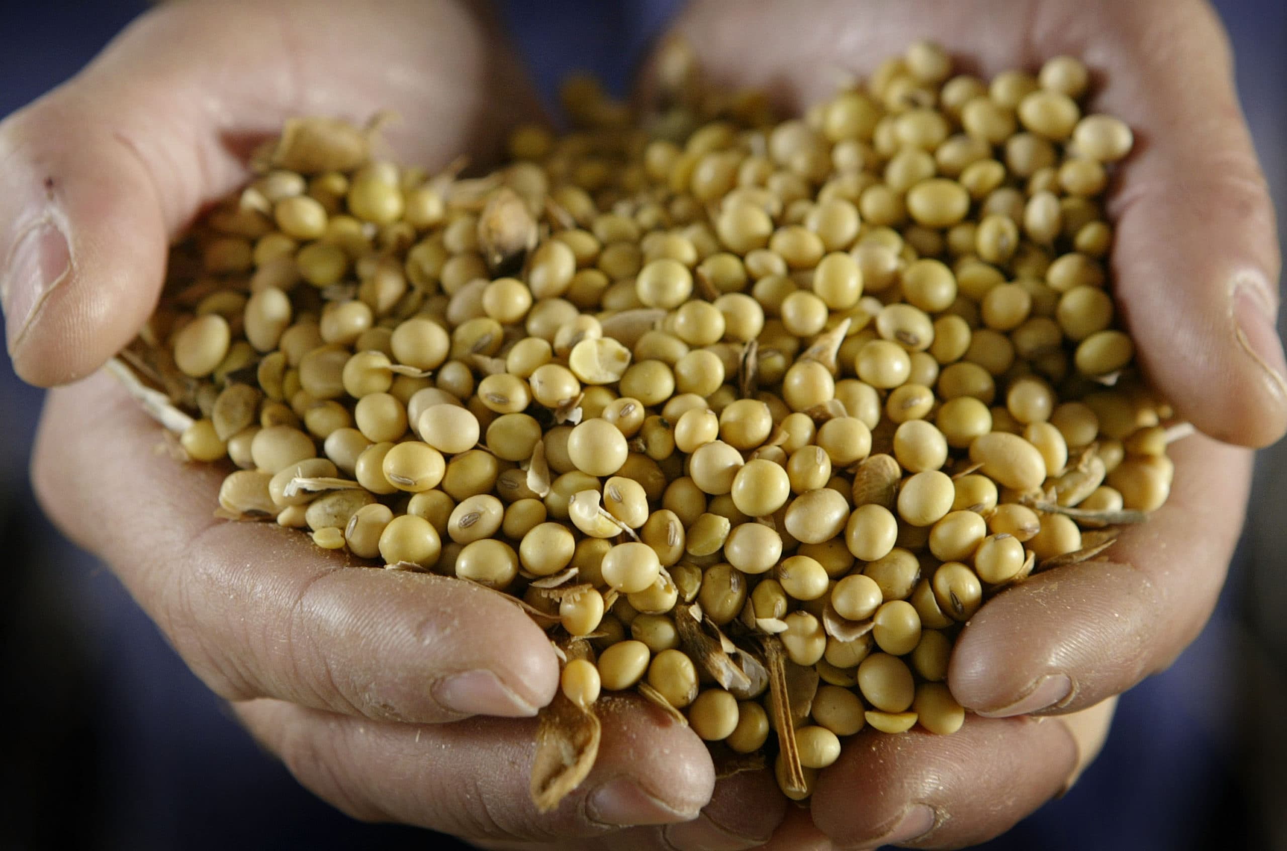 Het zaaien van GMO-sojabonen. Zo'n 94% van alle ingezaaide soja in de Verenigde Staten is genetisch gemodificeerd. Foto: AFP
