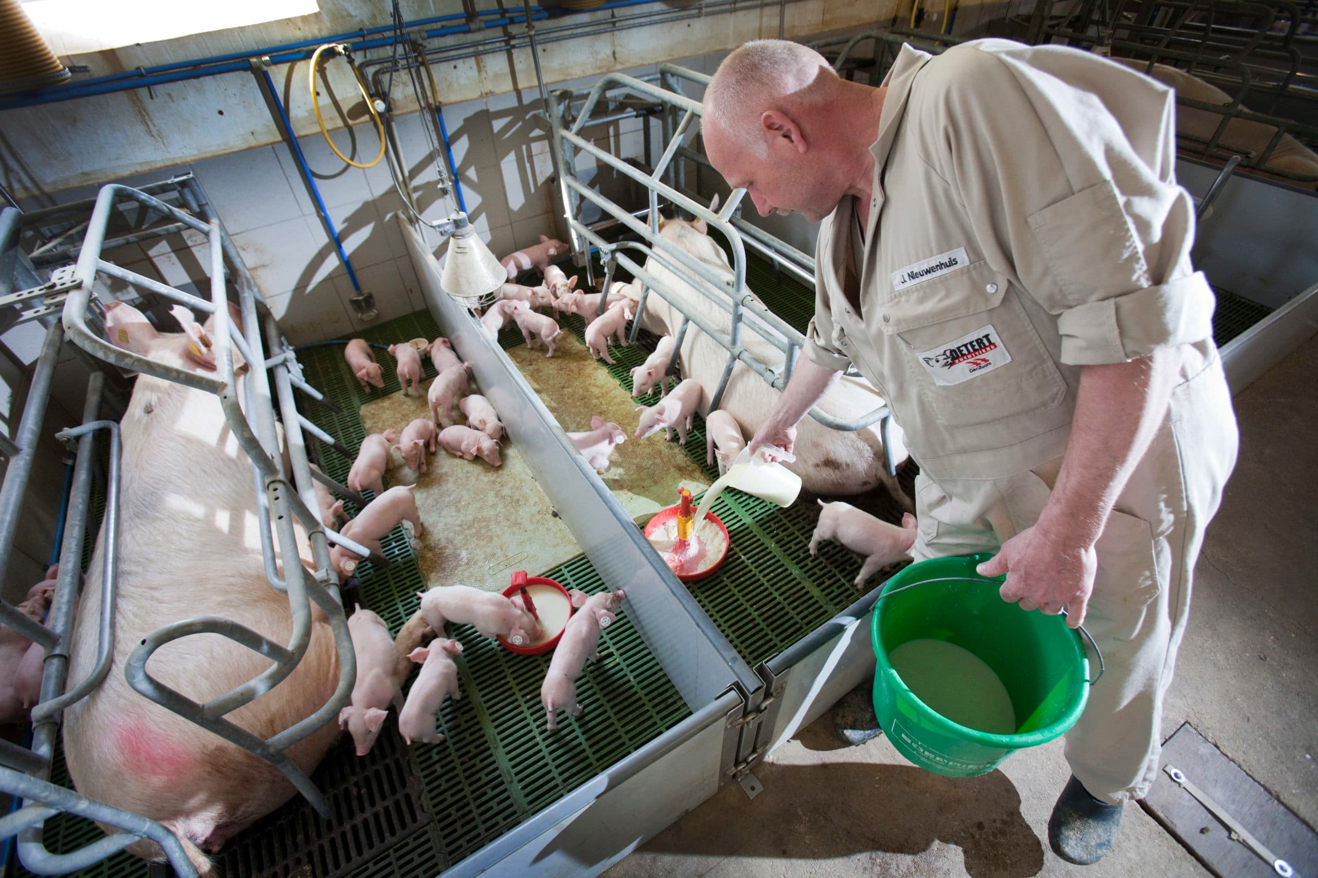 Handatig bijvoeren van melkvervanger. Het is belangrijk te beginnen met kleine porties, zodat de voerkom snel leeg is. Foto: Jan Willem Schouten