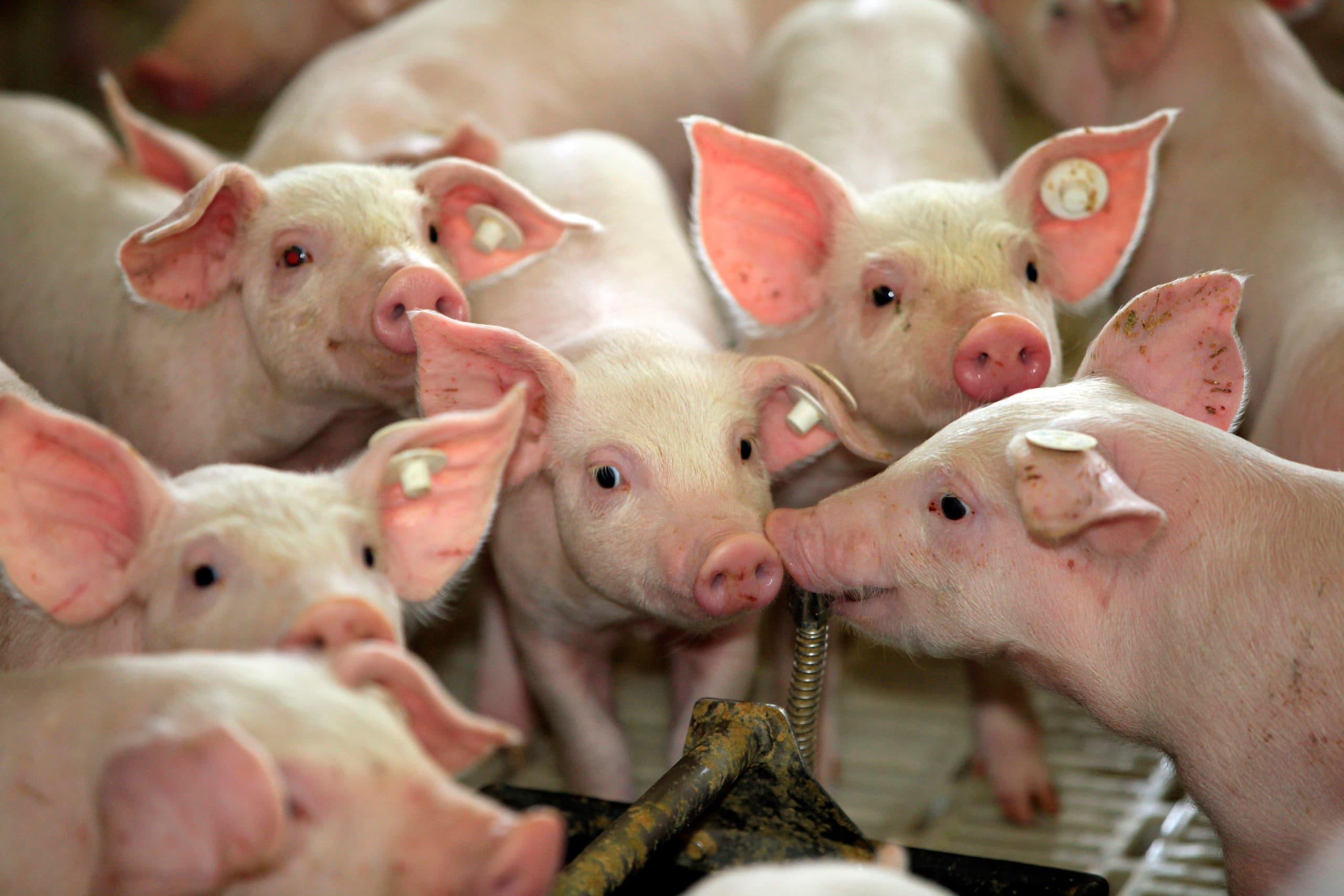 Varkens op Duits varkensbedrijf. Het dierenwelzijn op varkensbedrijven is onder de maat en botst zelfs met de Duitse grondwet, zegt Greenpeace-Duitsland. - Foto: Henk Riswick