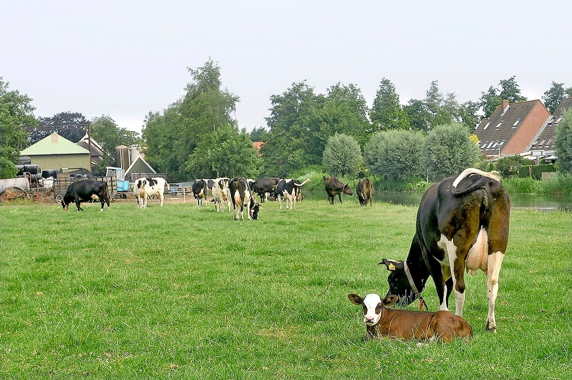 Foto: Fotopersburo Dijkstra