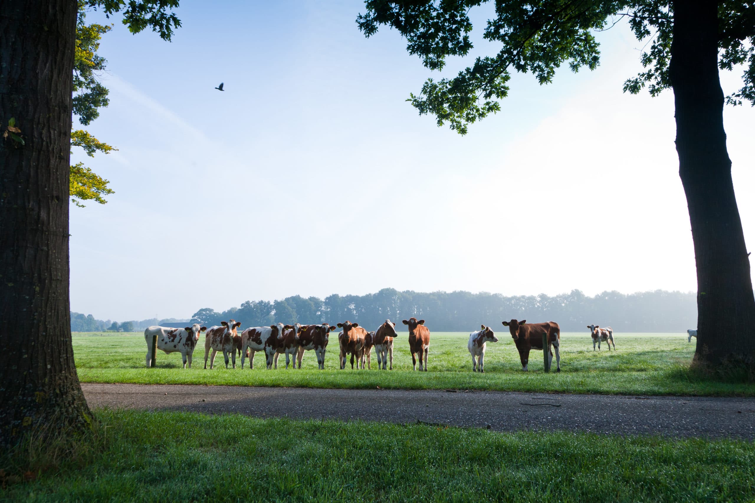 Foto: Joris Telders