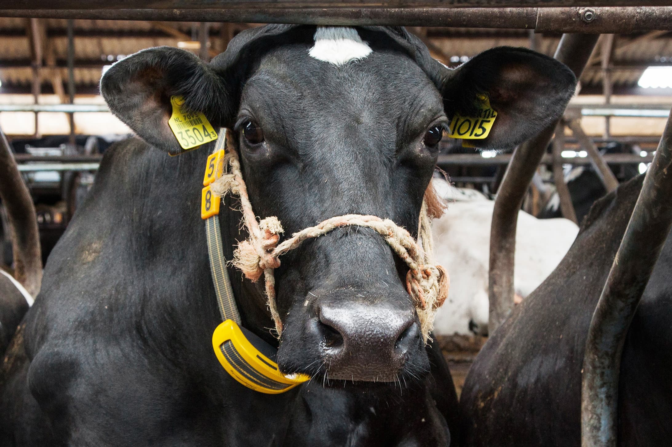 Koe met sensor om haar hals - Foto: Herbert Wiggerman