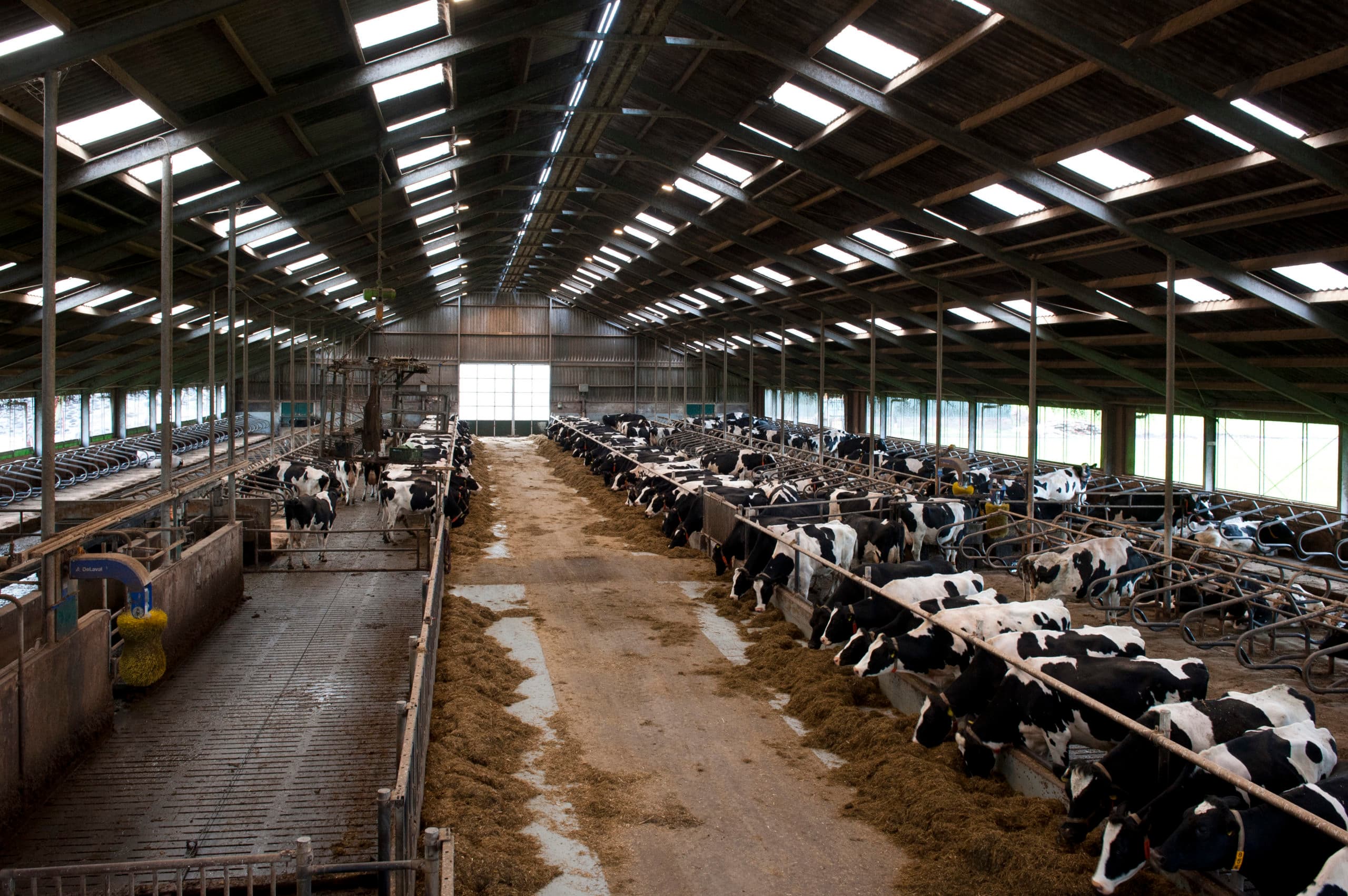 Loopstal met koeien. - Foto: Fotostudio Wick Natzijl