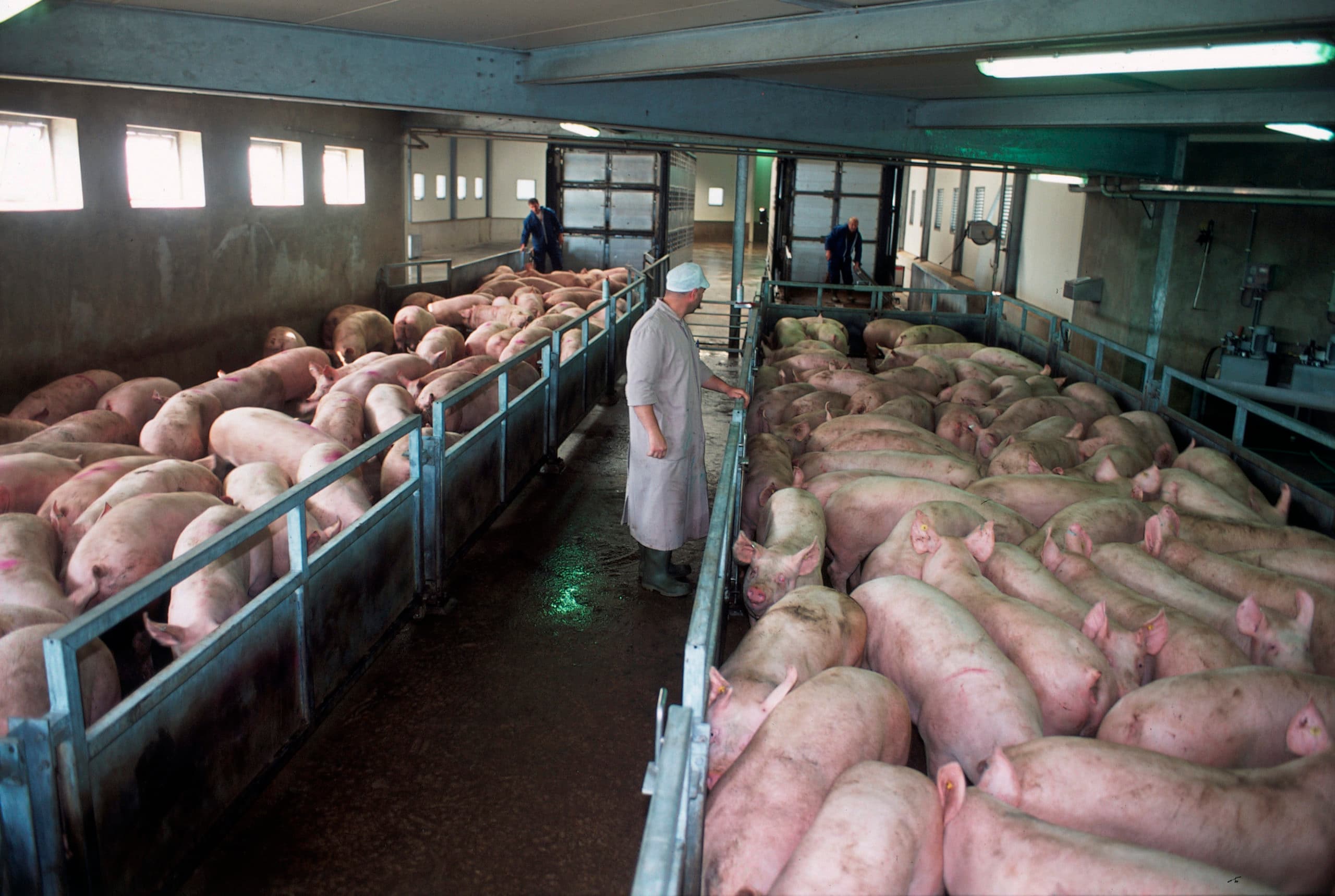 De vleeskwaliteit wordt slechter als varkens minder rust krijgen in het slachthuis tussen aanvoer en slacht. - Foto: Mark Pasveer