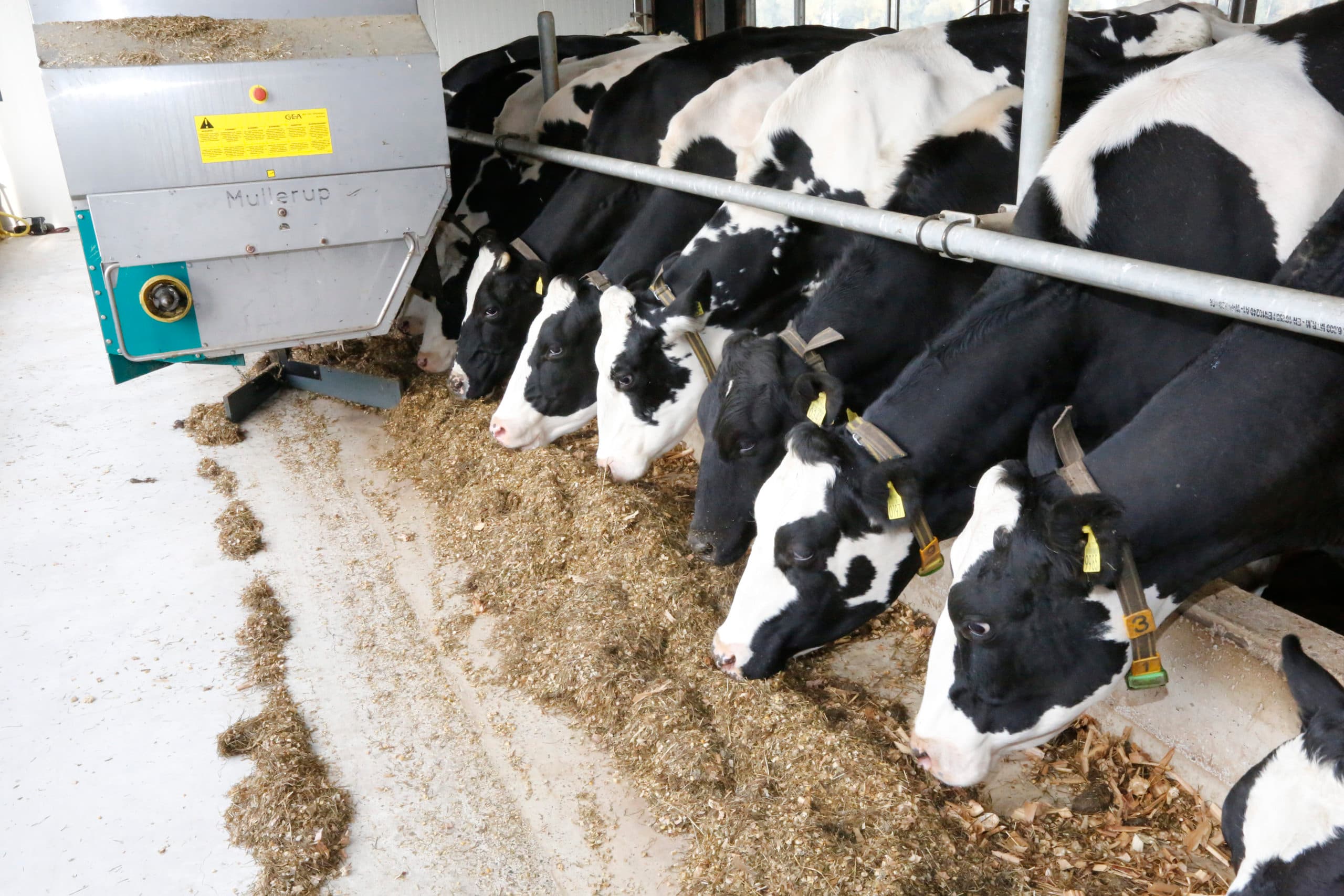 Als de sectorplannen voor fosfaatreductie falen, komt de verantwoordelijkheid voor de vermindering via het voer bij de individuele boer te liggen. - Foto: Henk Riswick