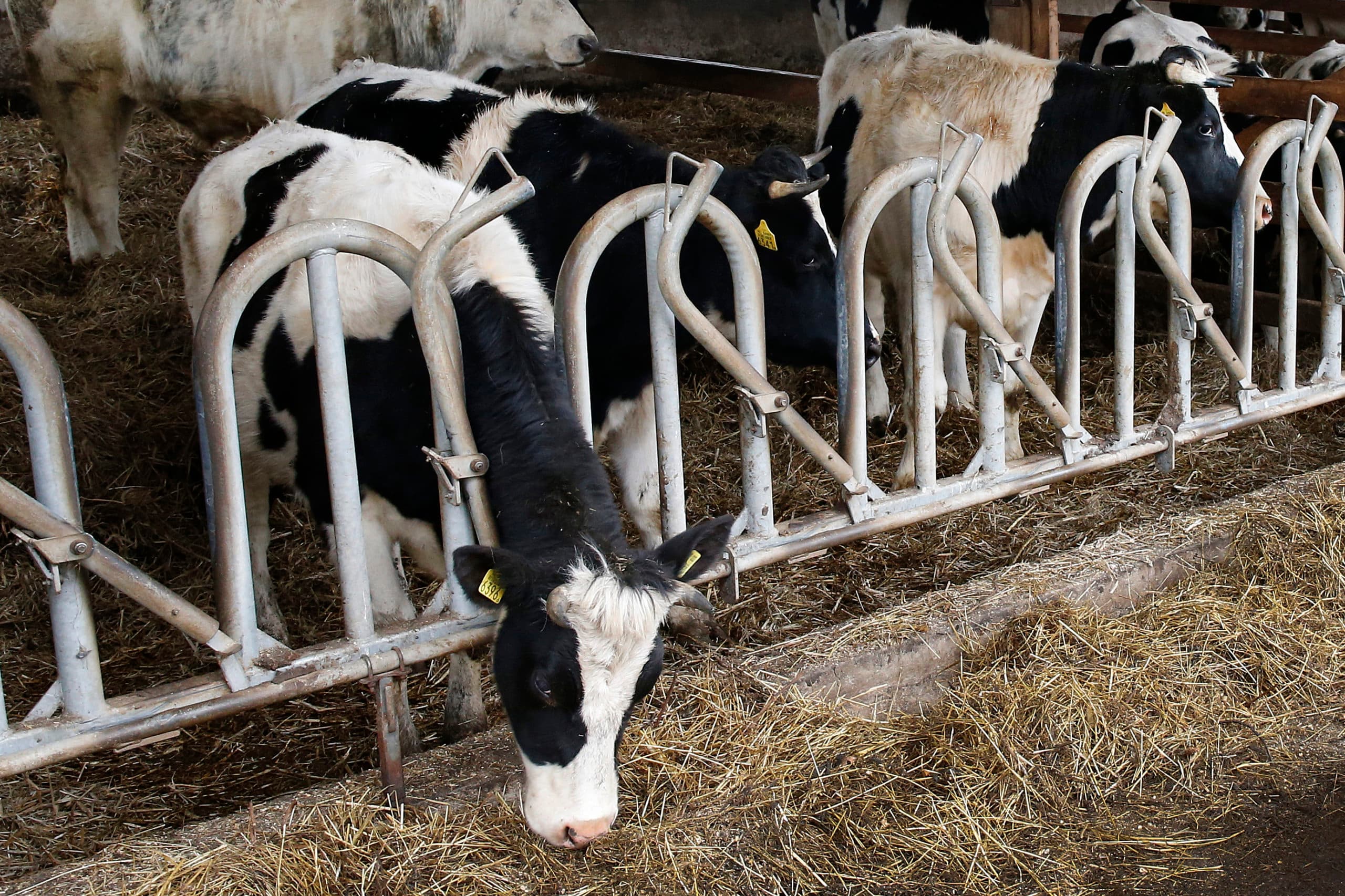 Melkkoeien op een ander biologisch bedrijf - Foto: Hans Prinsen