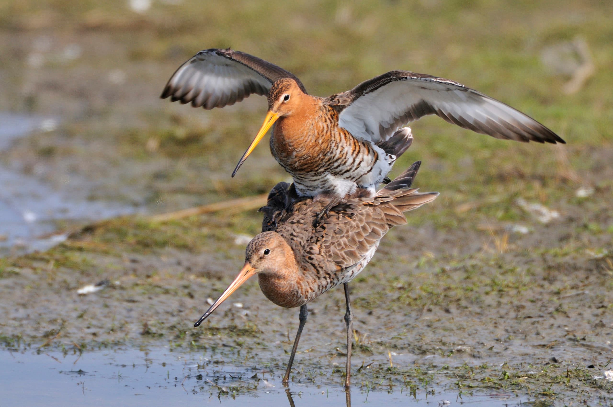 De angst bestaat dat predatoren de weidevogels het laatste zetje geven om definitief uit het landschap te verdwijnen. - Foto: Hans Hut