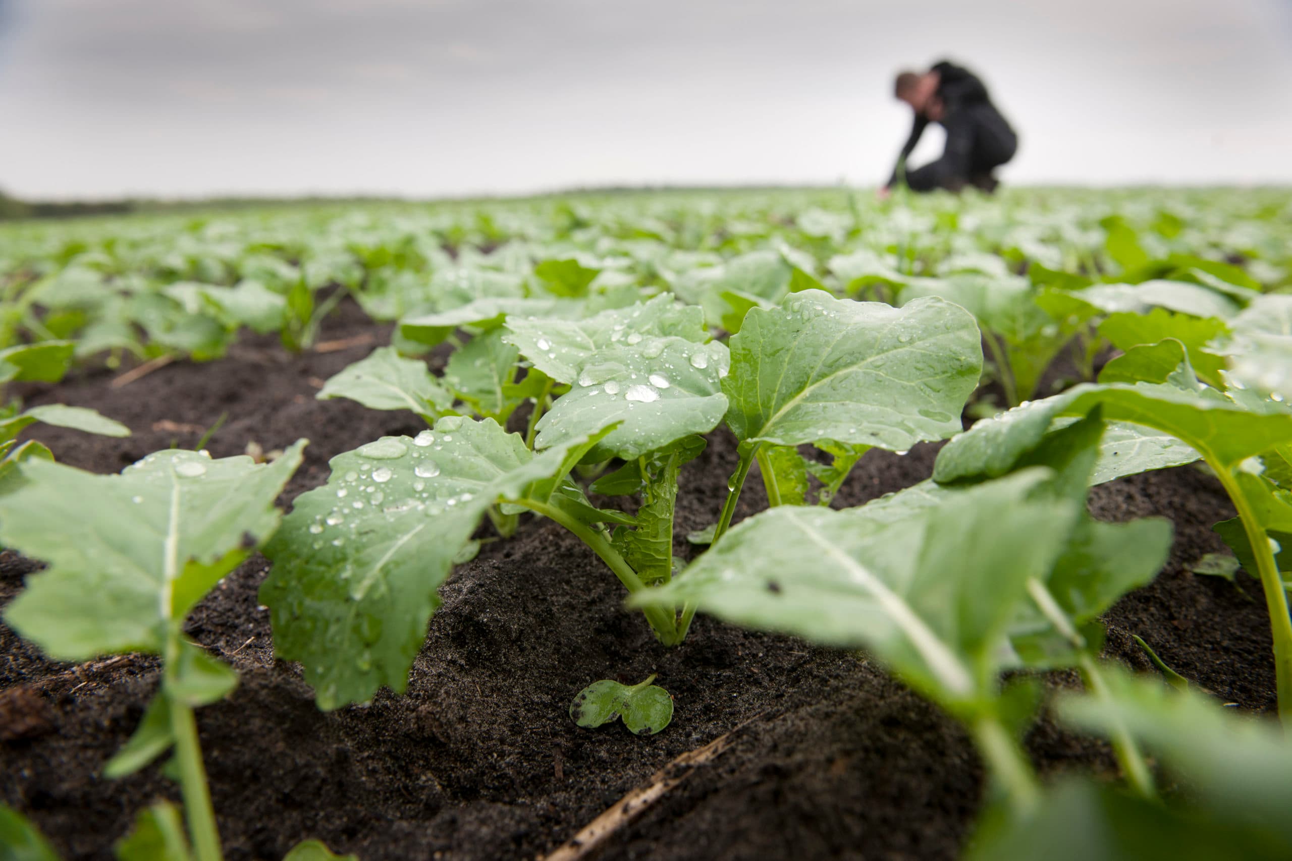 Koolzaad voor biobrandstof/biodiesel in Musselkanaal (Groningen) - Foto: Mark Pasveer
