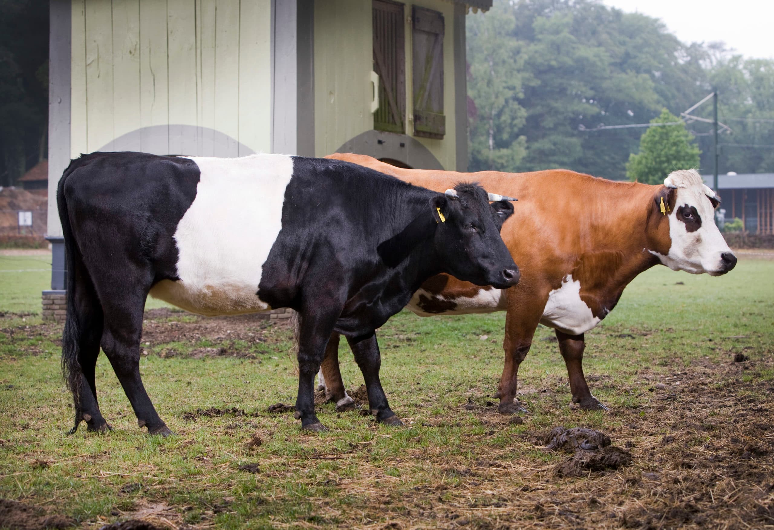 Een lakenvelder en een Groninger blaarkop. De crowdfundingsactie www.polderpanda.nl heeft al geld opgeleverd om 25 blaarkoppen op te kopen en plek te geven. De organisatie hoopt op nog enkele tientallen.