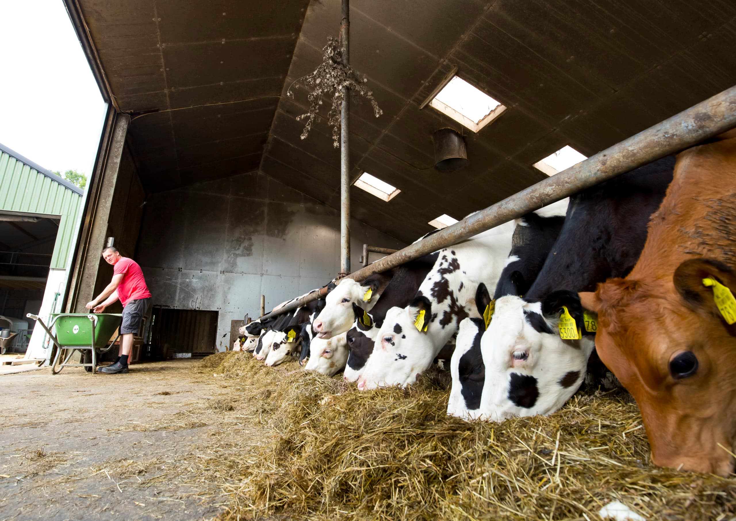 Afvoer van jongvee naar een jongveeopfokker telt zodoende niet mee voor fosfaatreductie. - Foto: Ruud Ploeg