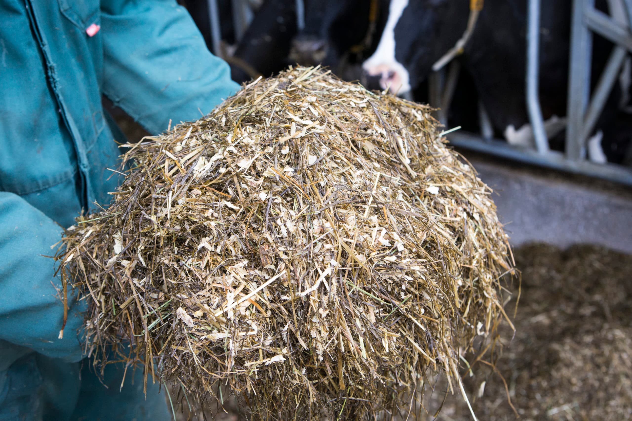 Foto: Anne van der Woude