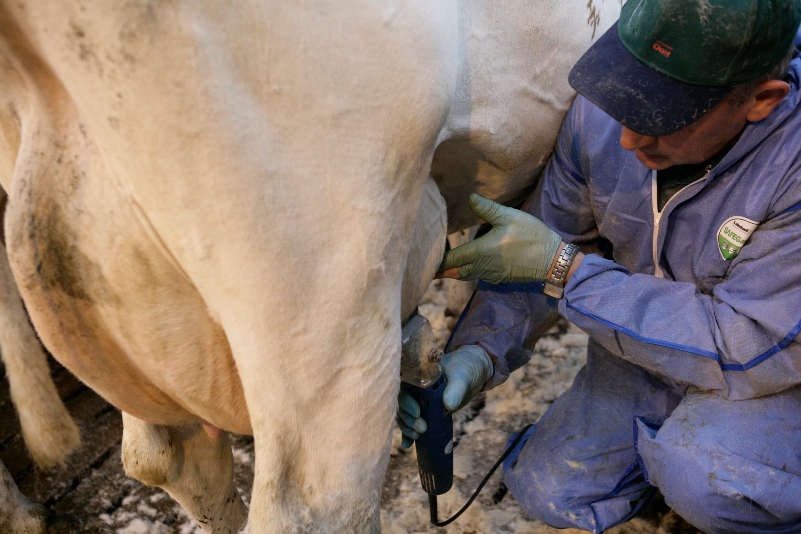 Bedrijfsverzorger van AB Oost scheert koe. - Foto: Jan Willem Schouten