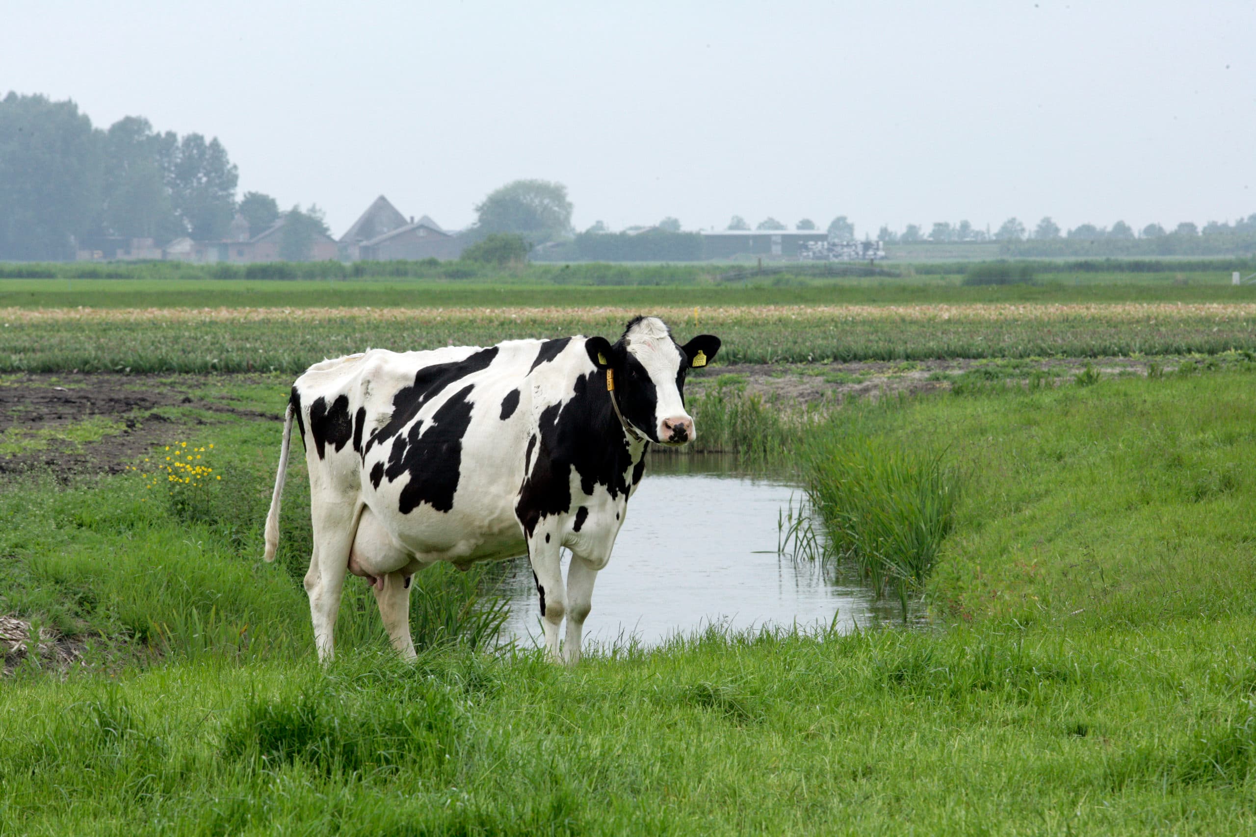 Koeien die een sloot net iets te interessant vinden ... Het kan een rundveehouder voor problemen plaatsen. - Foto: Henk Riswick