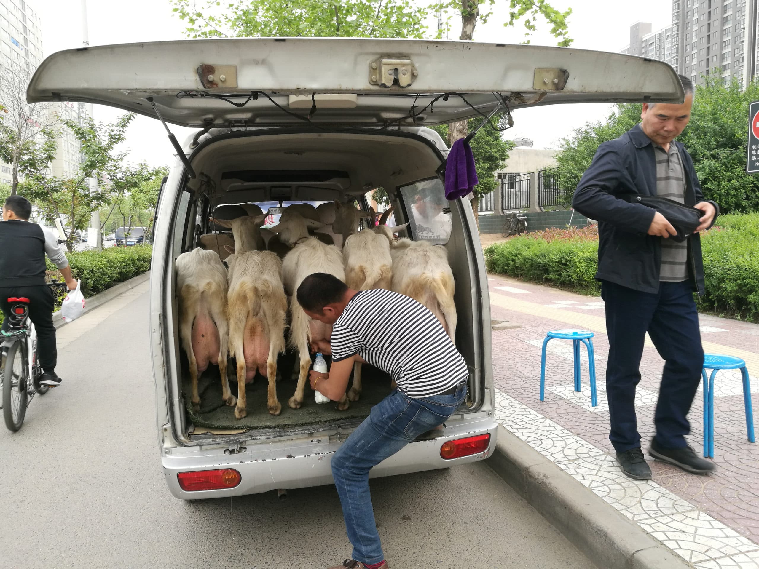 A man sells fresh goat milk at the back of a minibus in Xi'an, Shaanxi province, China, April 24, 2017. Picture taken April 24, 2017. REUTERS/Stringer ATTENTION EDITORS - THIS IMAGE WAS PROVIDED BY A THIRD PARTY. EDITORIAL USE ONLY. CHINA OUT. NO COMMERCIAL OR EDITORIAL SALES IN CHINA.       TPX IMAGES OF THE DAY - RTS13SCZ