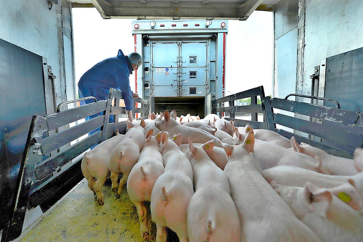 Klepkeuring bij varkens. Vanaf 1 juni is voor verschillende dieren ook stalkeuring een mogelijkheid. - Foto: Bert Jansen