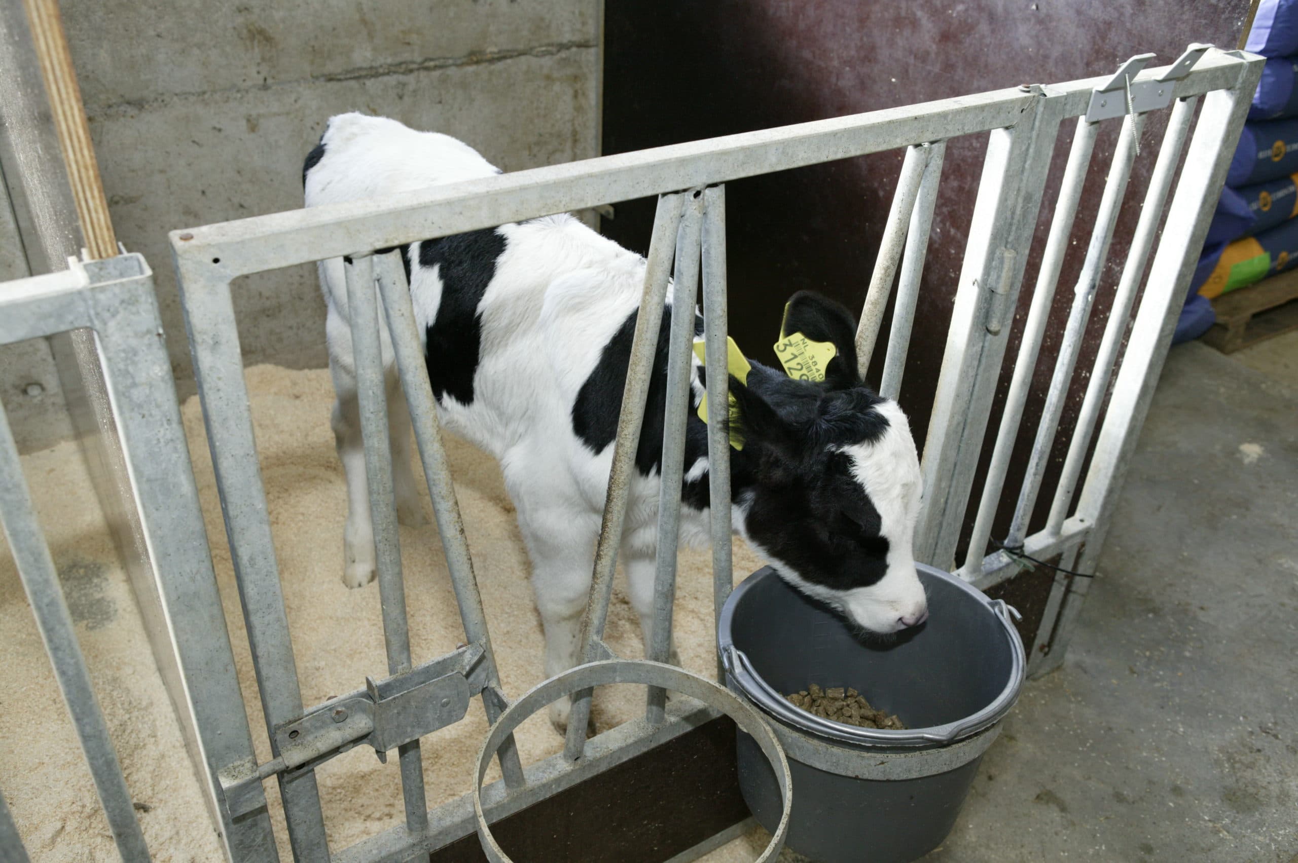 Foto: Ron van Staveren