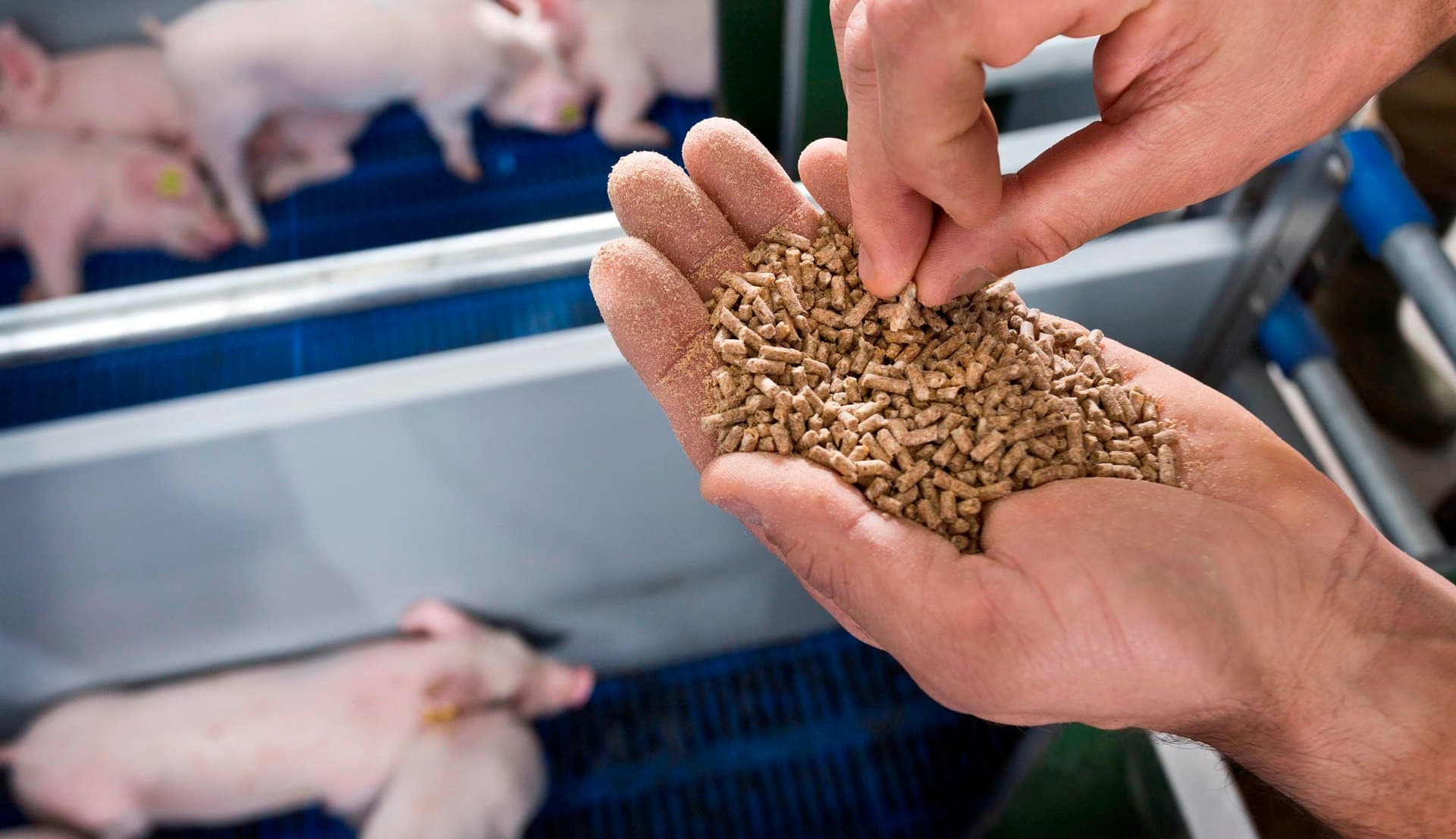 Foto: Trouw Nutrition