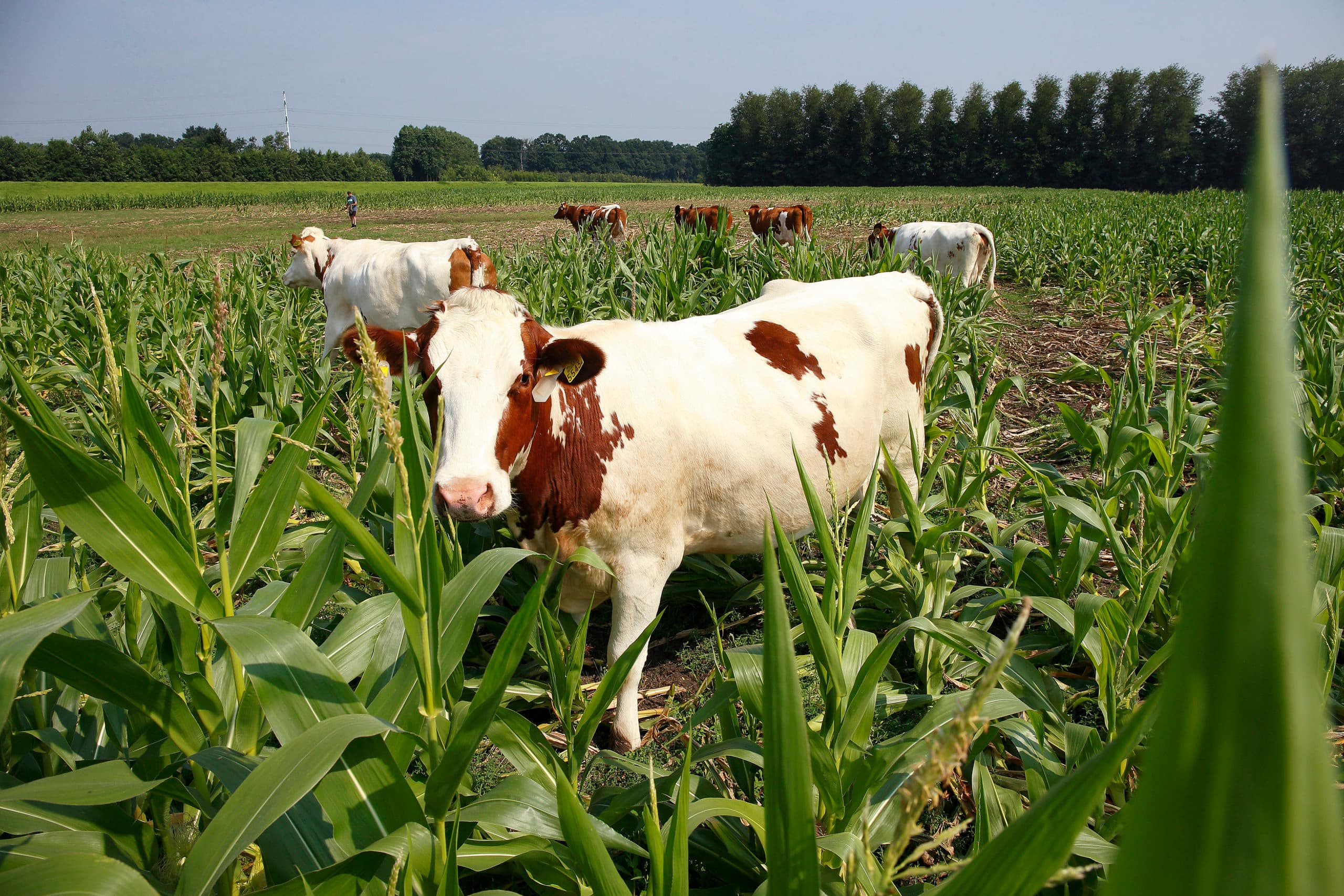 Runderen die uitbreken, kunnen de veehouder hoofdbrekens bezorgen. Dit zijn overigens niet de ontsnapte dieren waarover columniste Janna van der Meer schrijft. - Foto: Rob Hoefman
