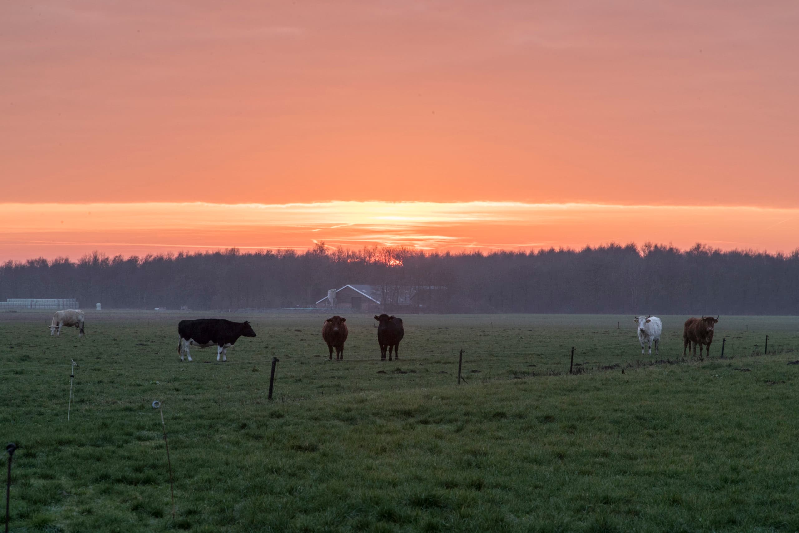 Melkveebedrijf in Drenthe. - Foto: Koos Groenewold
