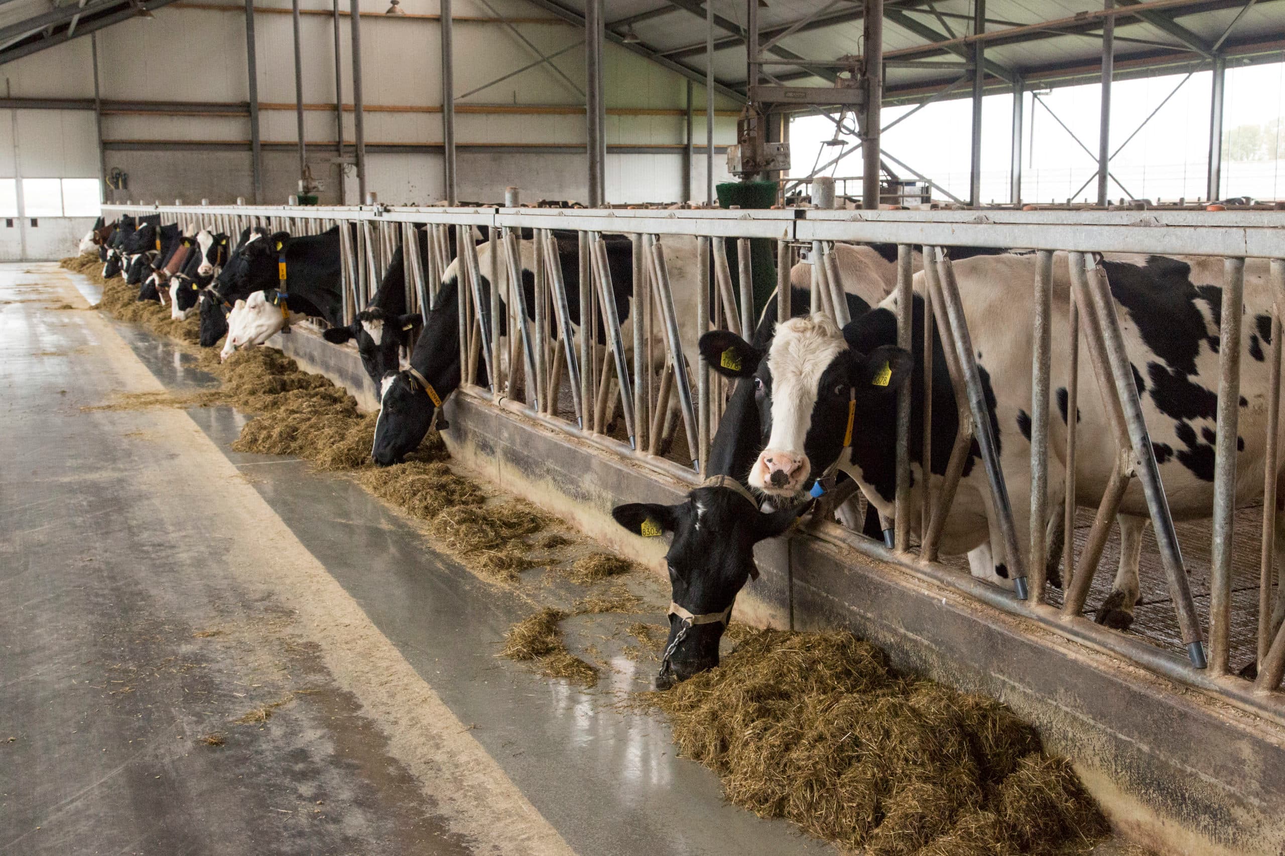 Bedrijven met een goede kasstroom zullen snel voor 5 tot 7 koeien rechten aankopen, want deze laatste koeien zorgen voor de balans in het bedrijf. - Foto: Koos Groenewold