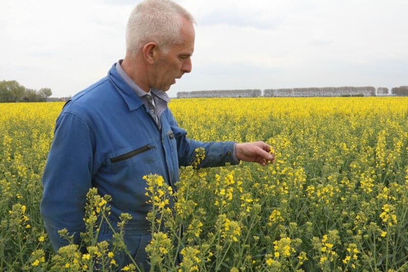 Een nadeel van het klepelen is dat de bak de stengels soms omduwt, waardoor de planten hoger worden geklepeld dan gewenst.