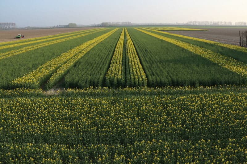 Na het klepelen ontwikkelen zich vanuit de bladoksels nieuwe bloemstengels. Tijdens de vrouwelijke hoofdbloei is dan voldoende stuifmeel beschikbaar. Na de bloei wordt het mannelijk gewas geheel geklepeld om vermenging tijdens de oogst te voorkomen.