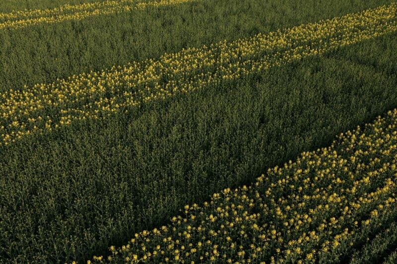 De bloei van de mannelijke en de vrouwelijke planten loopt niet synchroon. Mannelijke planten bloeien veel eerder dan de vrouwelijke planten. Op zich niet verkeerd, omdat hierdoor stuifmeel beschikbaar is zodra de vrouwelijke bloei begint. Om er zeker van te zijn dat tijdens de vrouwelijke bloei de mannelijke planten volop bloeien, moet de bloei wel worden gereguleerd.