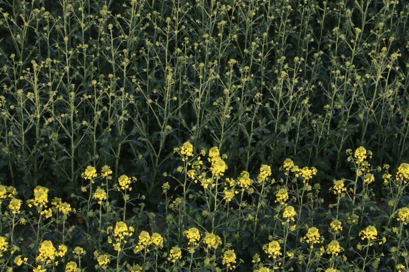 De mannelijke en vrouwelijke planten zijn redelijk goed van elkaar te onderscheiden. Het mannelijke bloemenhoofd is goed ontwikkeld met mooie gladde bloemblaadjes. En natuurlijk de meeldraden.