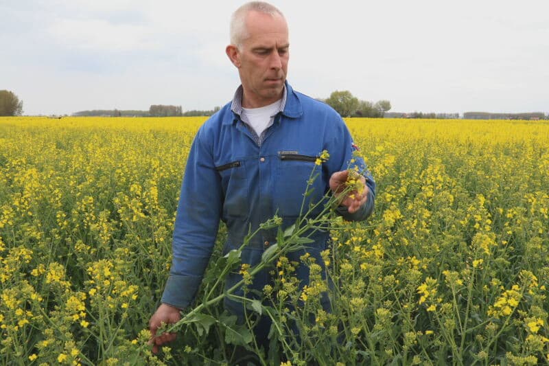 Zodra de vrouwelijke bloemen gaan bloeien moet hierin gecontroleerd worden of er geen mannelijke planten tussen staan. Noteboom heeft bij deze selectieronde een mannelijke plant in het vrouwelijk gewas gezien en die wordt verwijderd. Het geproduceerde zaaizaad moet raszuiver zijn.