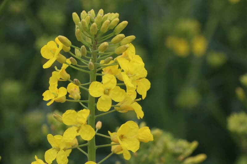 Het vrouwelijke bloemhoofd is fijner, terwijl de bloemblaadjes wat gekreukt ogen. De stamper is duidelijk te zien.