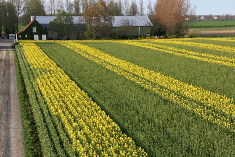 Een deel van het perceel nadat een baan mannelijke bloemen is geklepeld. Rechts de vrouwelijke planten. Rechtvoor een strook bloeiende mannelijke planten en links daarnaast de net geklepelde baan.
