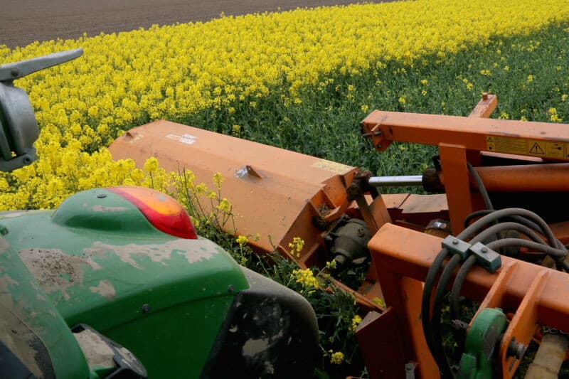 Het gewas is gezaaid met een bietenzaaimachine met aangepaste zaaischijven. De banen mannelijke planten zijn 10 rijen breed, de vrouwelijke 12 rijen.
