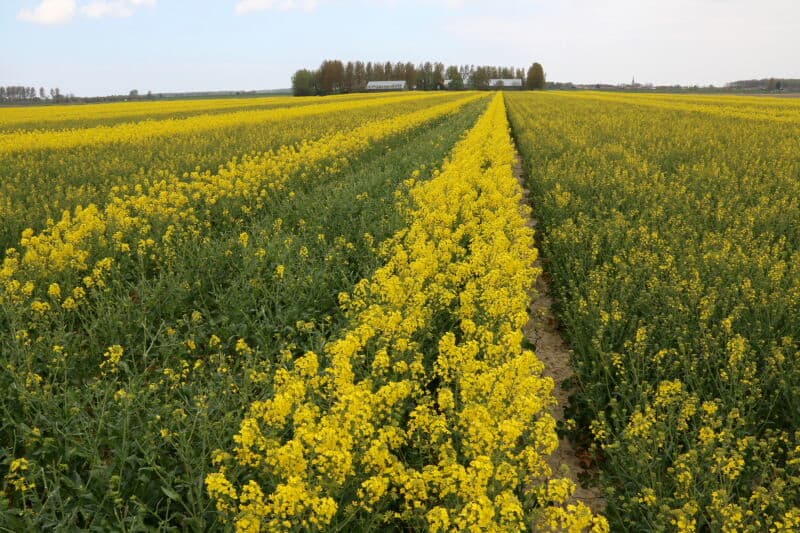 Insecten zijn goede bestuivers. Op 3 km afstand heeft een imker bijenkasten te staan. Deze bijen hadden al snel in de gaten waar ze zijn moesten. Met koud weer staat hun activiteit echter op een laag pitje. Een enkele hommel heeft daardoor nu het rijk alleen.