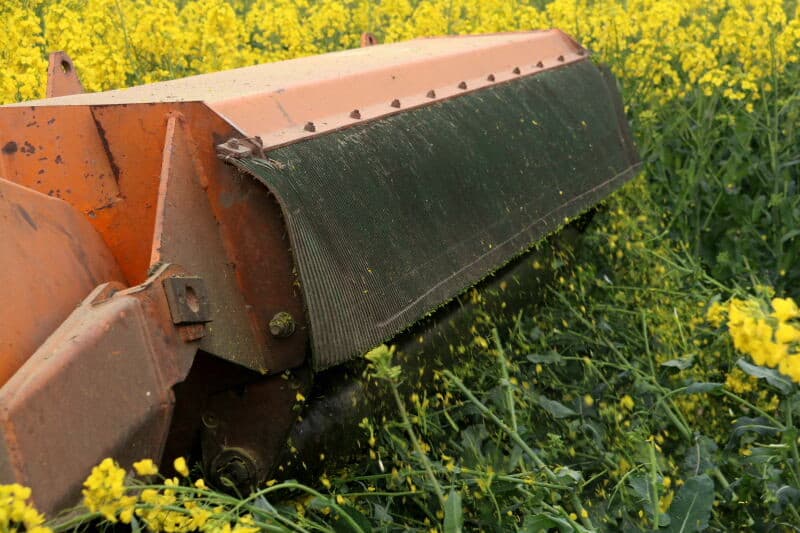 Om de mannelijke bloei te sturen moet een deel van de eerste bloei van de mannelijke planten worden verwijderd. Noteboom gebruikt hiervoor zijn klepelbak omdat zijn maaibalk niet hoog genoeg kan. De plant half weg maaien is niet zinvol.