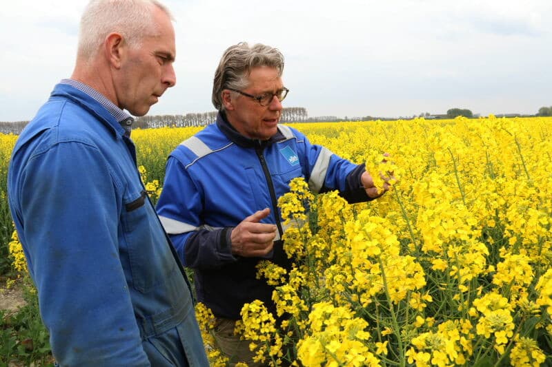 Een overzicht van het veld bij het begin van de bloeiperiode van de mannelijke planten. Om een goede bestuiving te krijgen, liggen de banen met vrouwelijke en mannelijke planten om en om. Ook zijn de kopakkers met mannelijke planten ingezaaid. Verder is het gewas in van Noord naar Zuid gezaaid. De overwegend westelijke wind helpt dan mee het stuifmeel goed te verdelen.