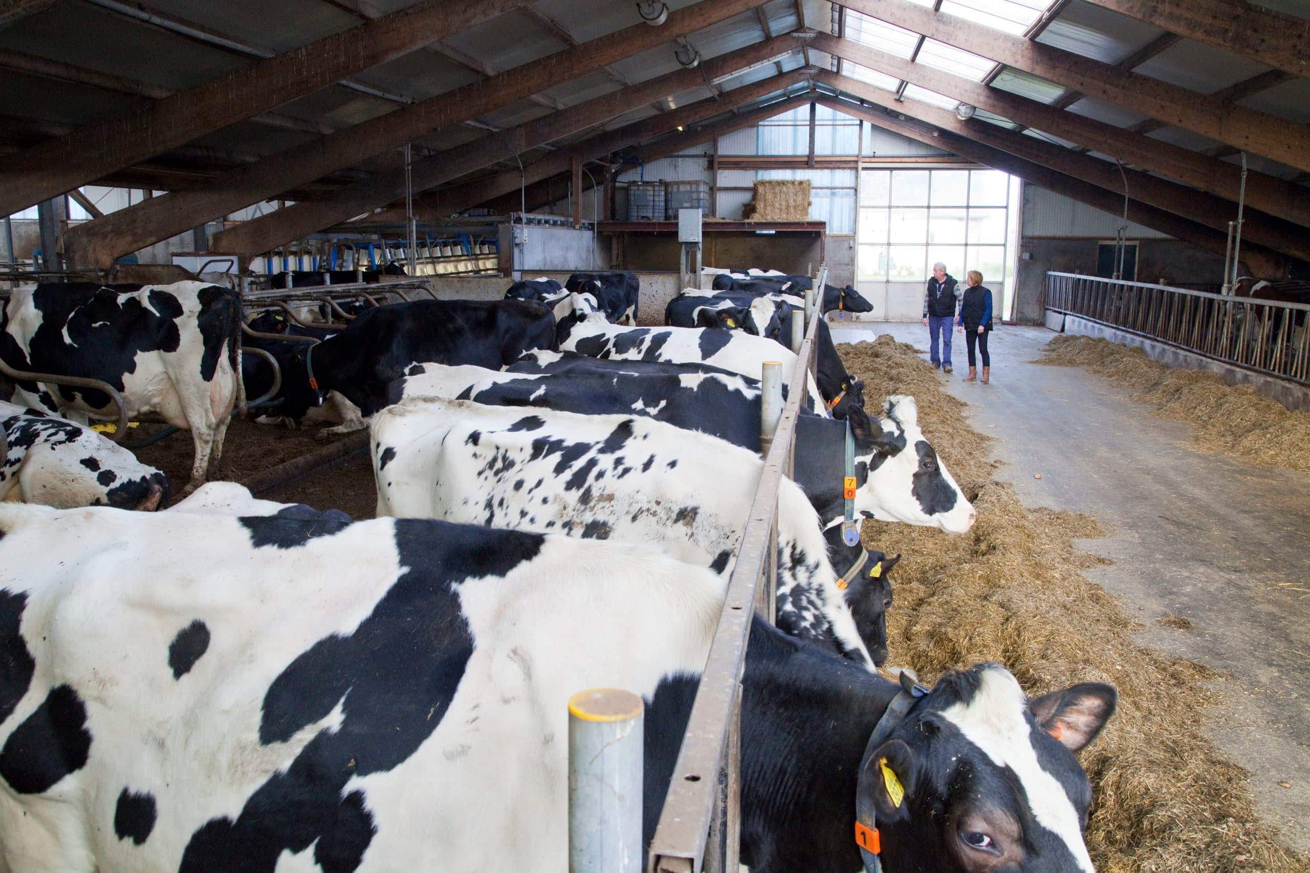 Cono houdt haar voorschot stabiel. - Foto: Jan Willem Schouten