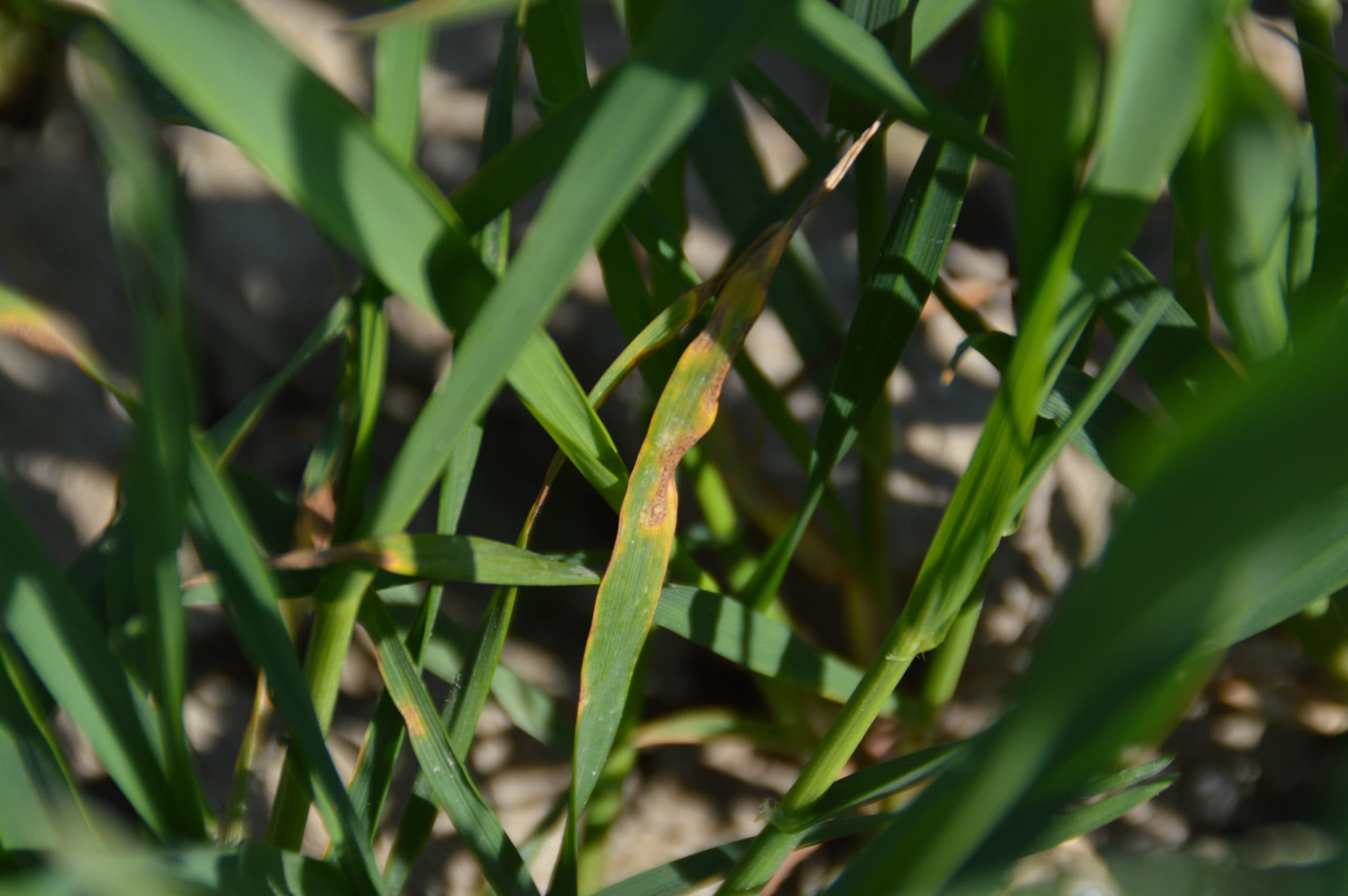 Foto: Bayer CropScience