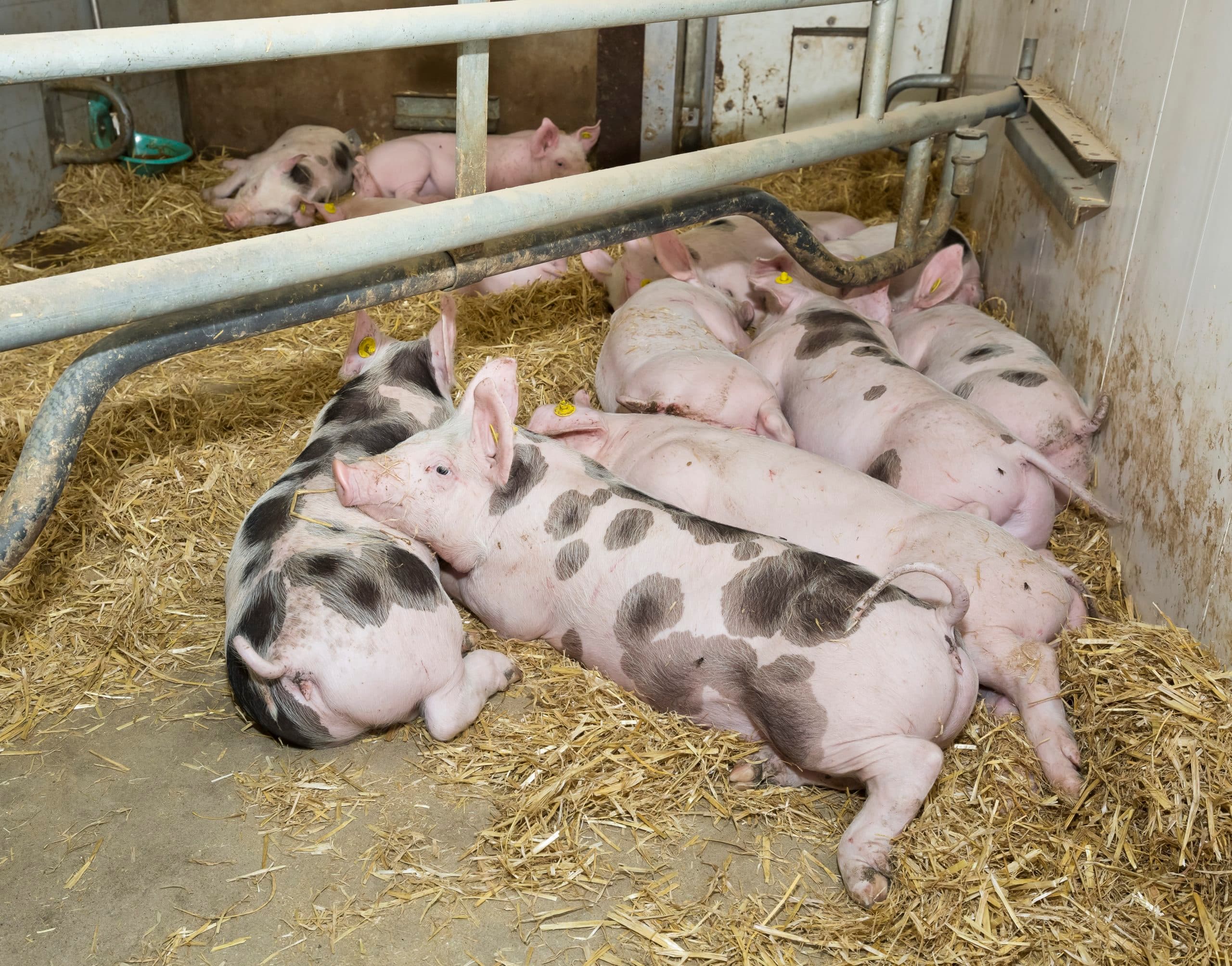 De Nederlandse varkenssector loopt volgens NVV en LTO voorop in duurzaamheid en is zeer divers. Foto: Ruud Ploeg