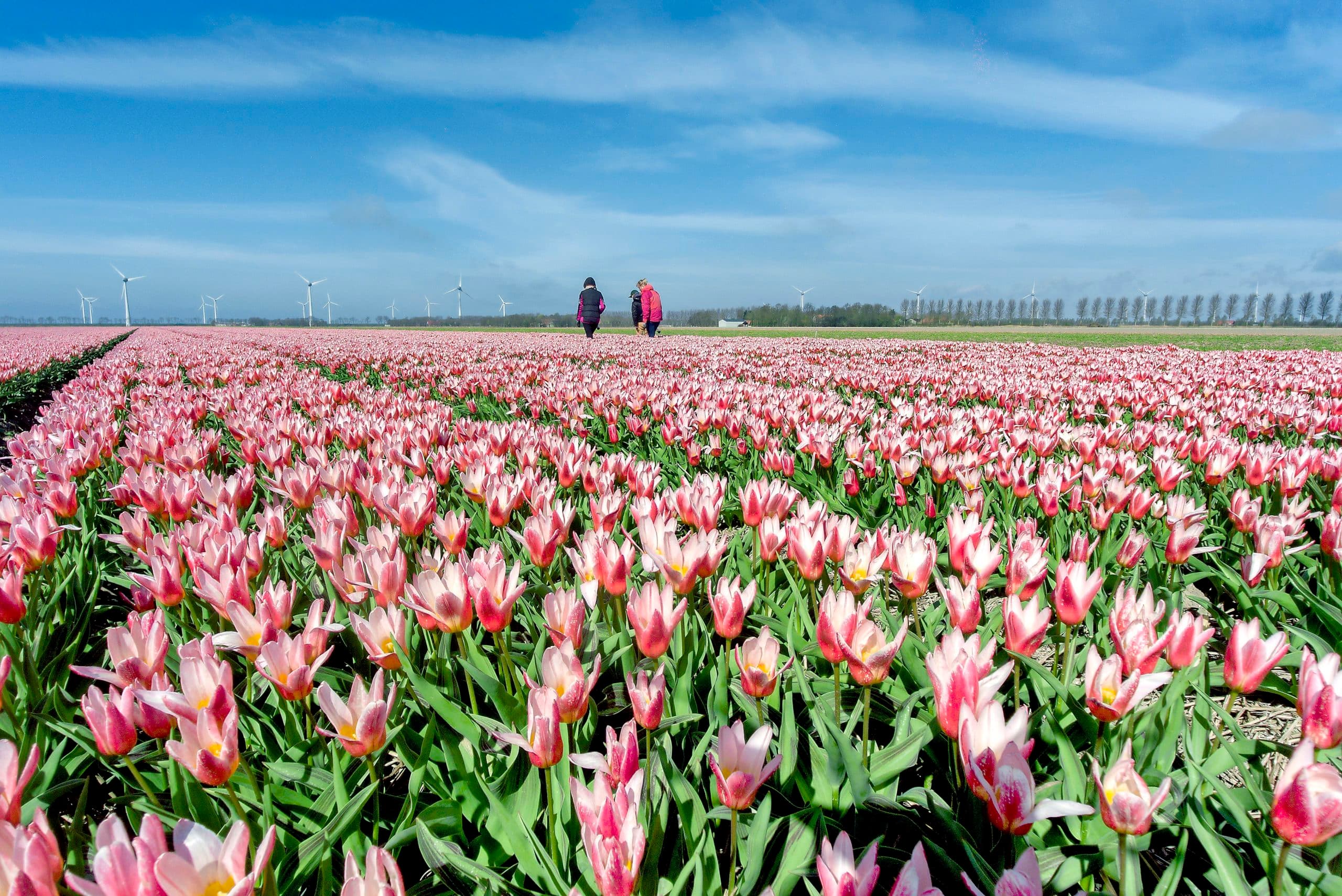 De selectie van vroege tulpen die straks worden verkocht als tuintulpen. De kwaliteit is van het grootste belang. Het selecteren van zieke tulpen is een ambachtelijke klus. Foto's: Sytze Bakker