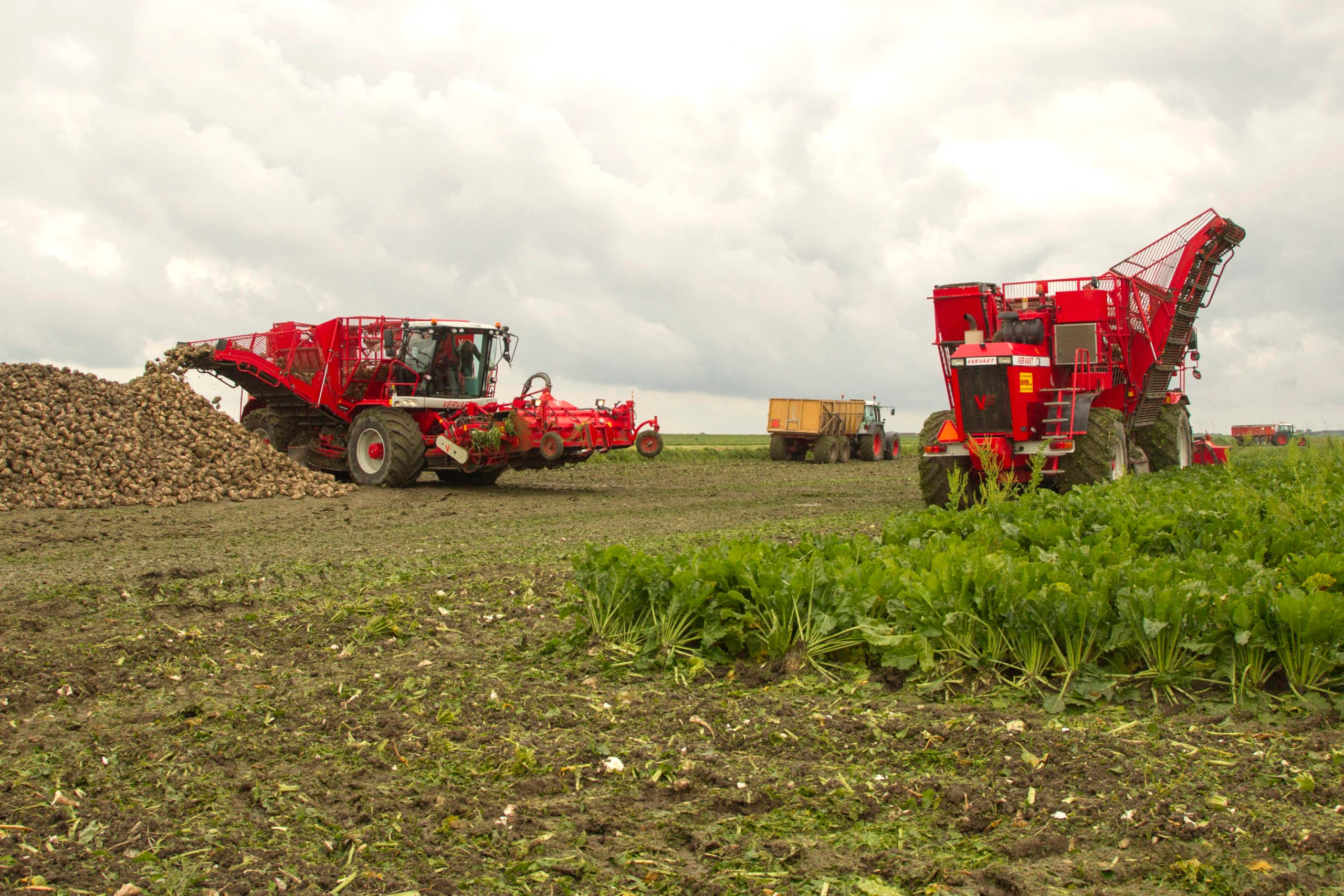 Bij bieten rooien is het voorkomen van bodemverdichting een grote uitdaging. Dit is een van dé aandachtspunten in de akkerbouw. - Foto: Koos van der Spek