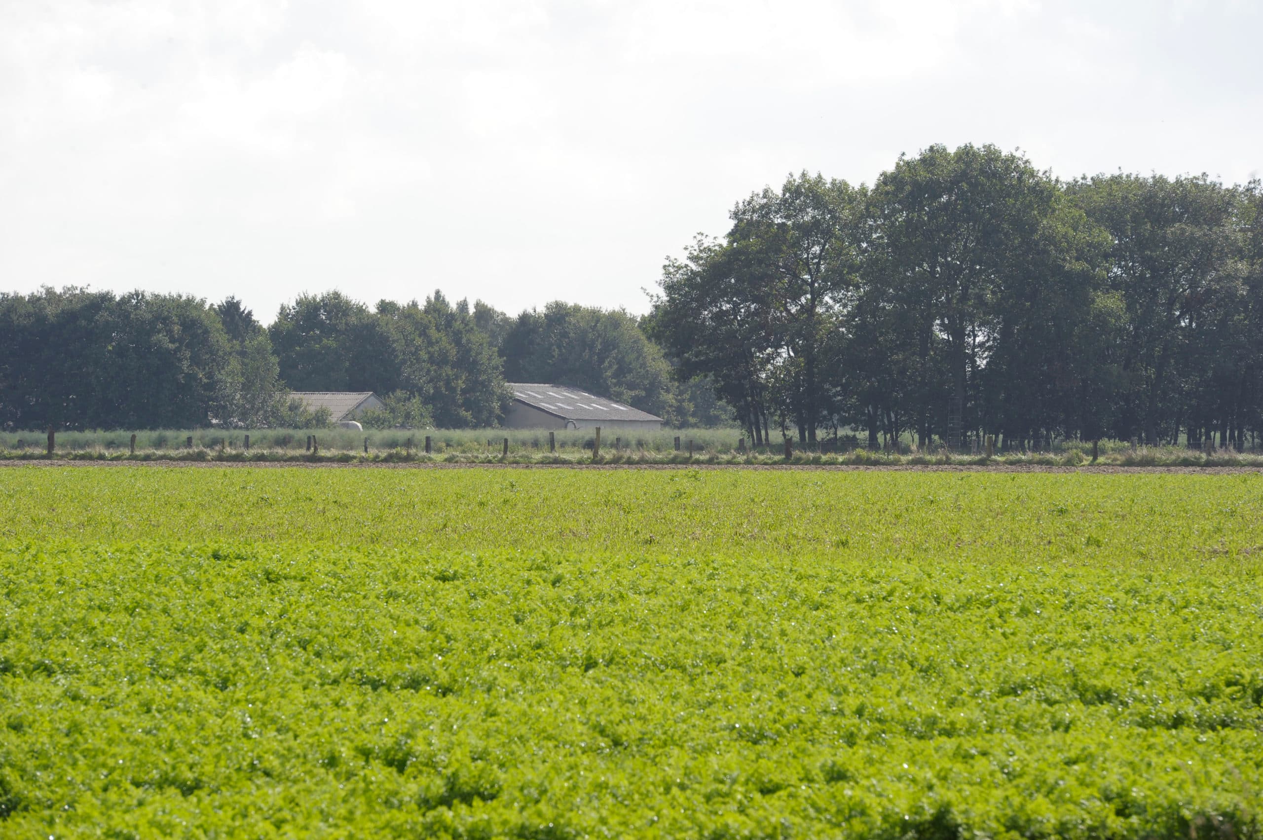 Foto: Marcel van Hoorn