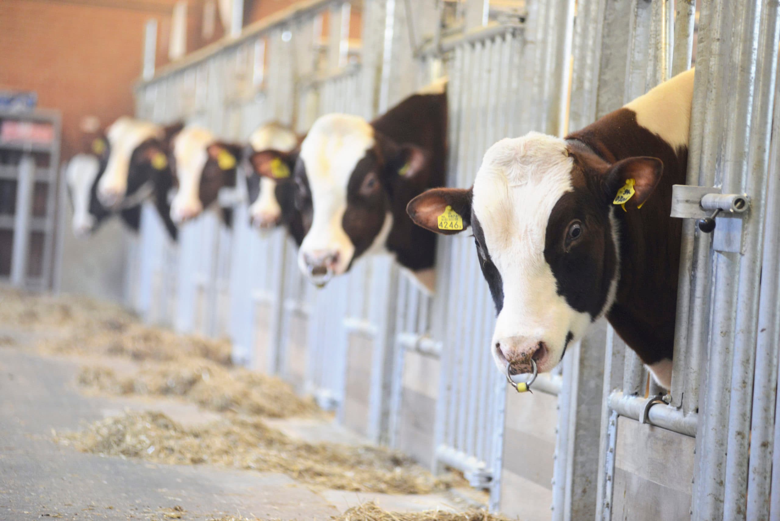 Jonge stieren op een KI-station in Beers. - Foto: Harrie van Leeuwen