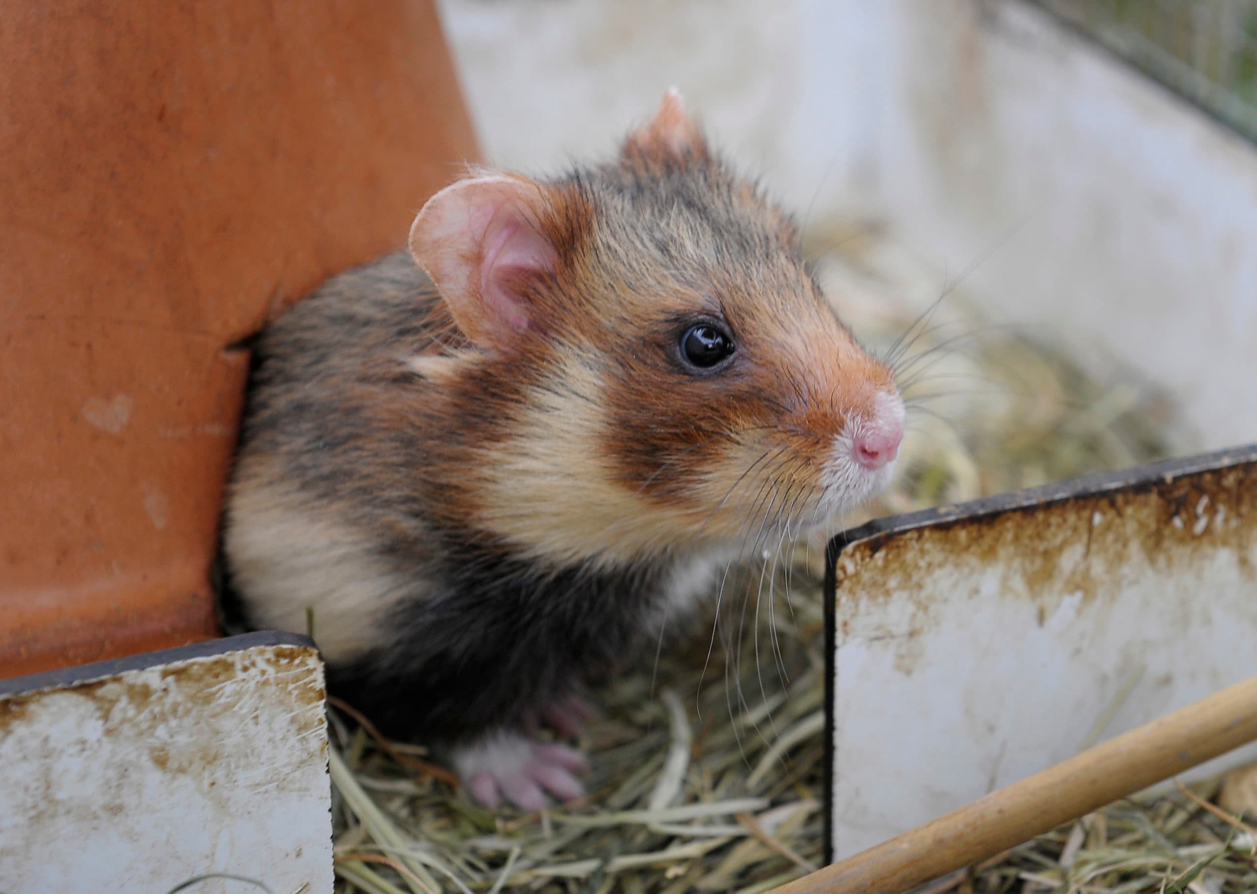 Korenwolf (wilde hamster) - Foto: ANP