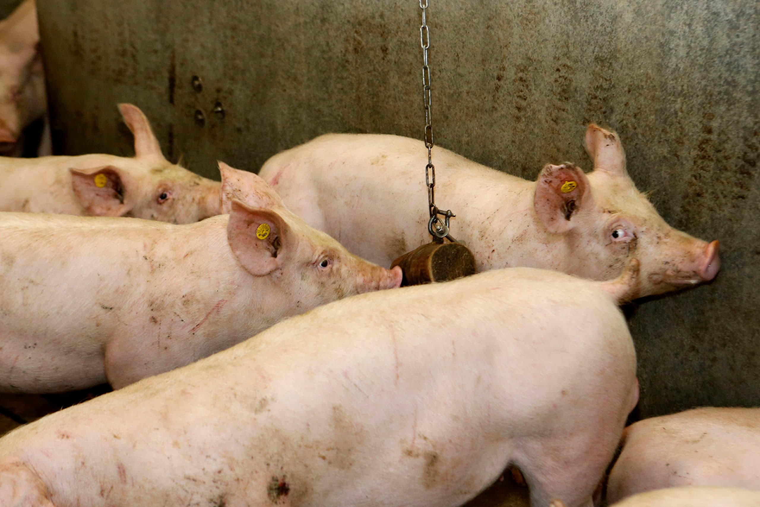 Varkenshouderij in Brabant; Noord-Brabant legt de intensieve veehouderij steeds verder aan banden. Mari van Genugten ziet op termijn een totale uitbreidingsstop komen. - Foto: Bert Jansen