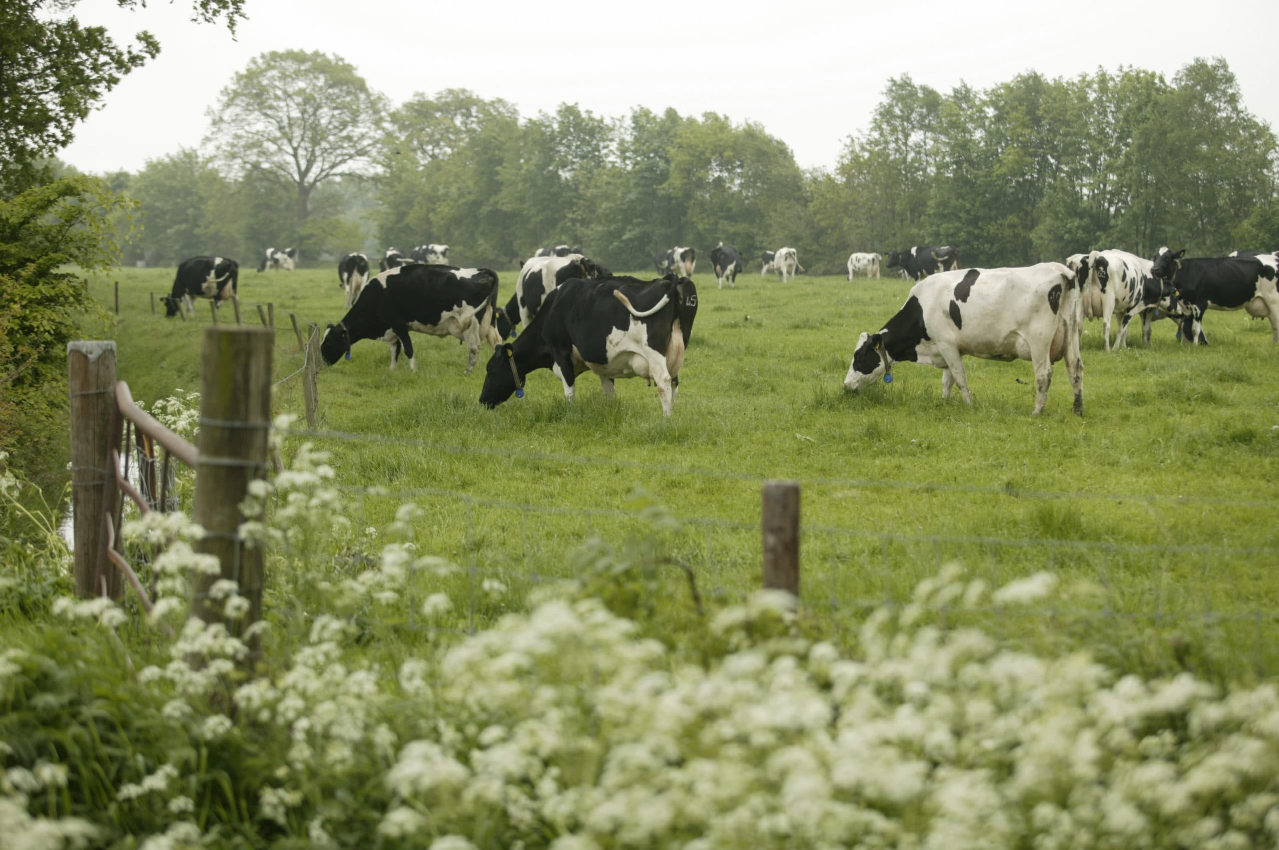 Grondaankoop na 2 juli 2015 telt niet mee voor grondgebondenheid fosfaatplan