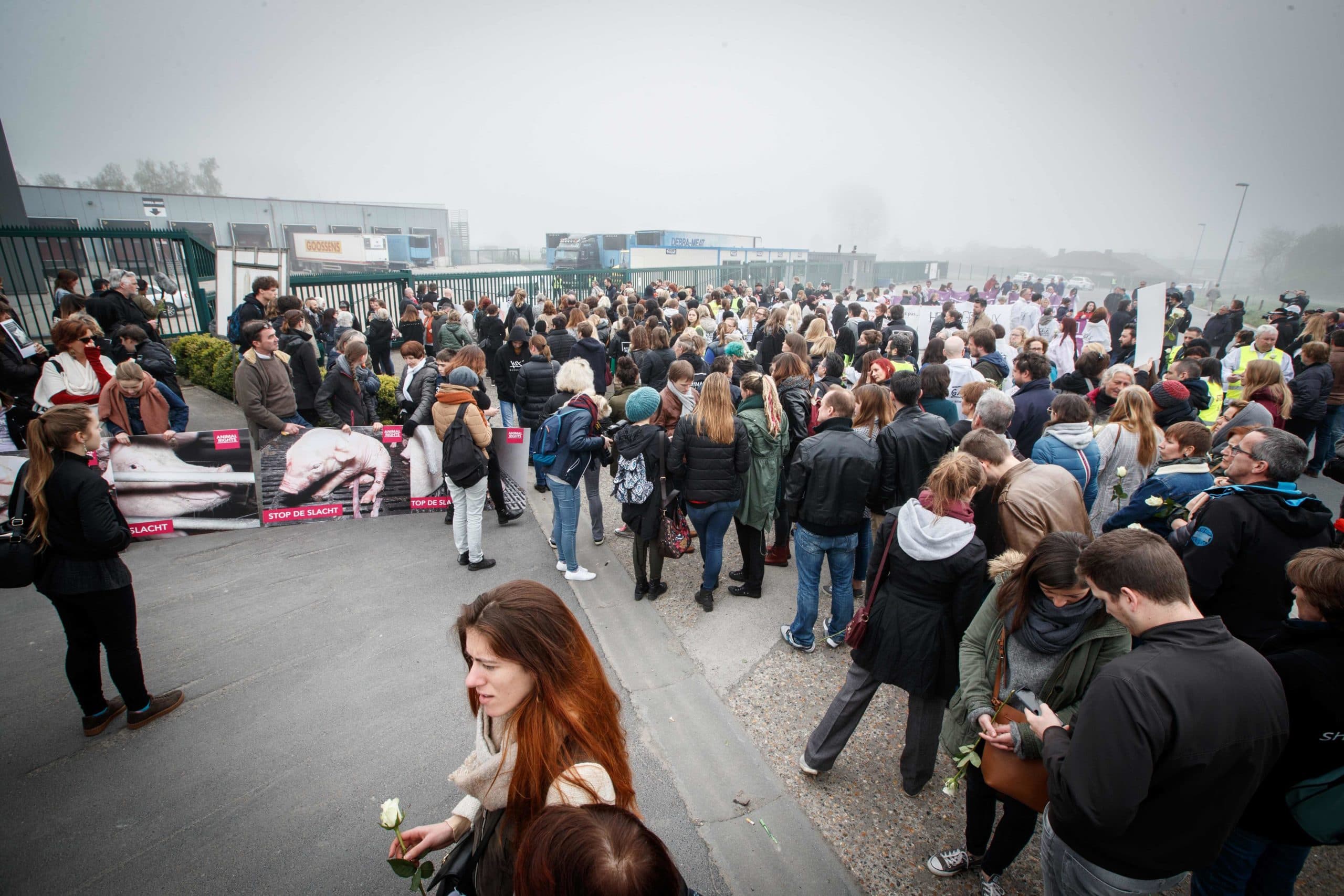 Demonstratie bij het slachthuis in Tielt. - Foto: ANP