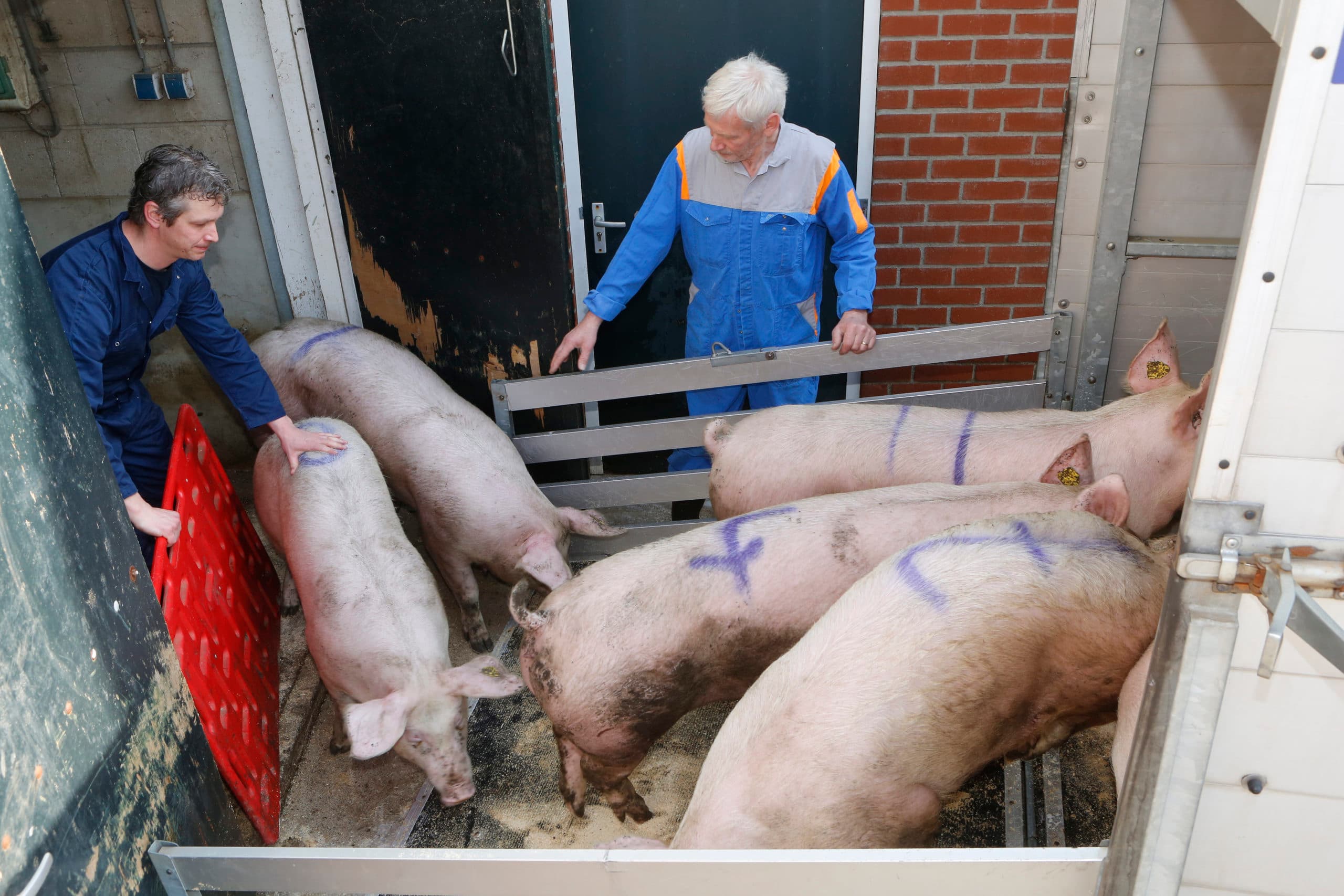 Subfokker Krabben kiest bewust voor eigen vervoer. Foto: Henk Riswick
