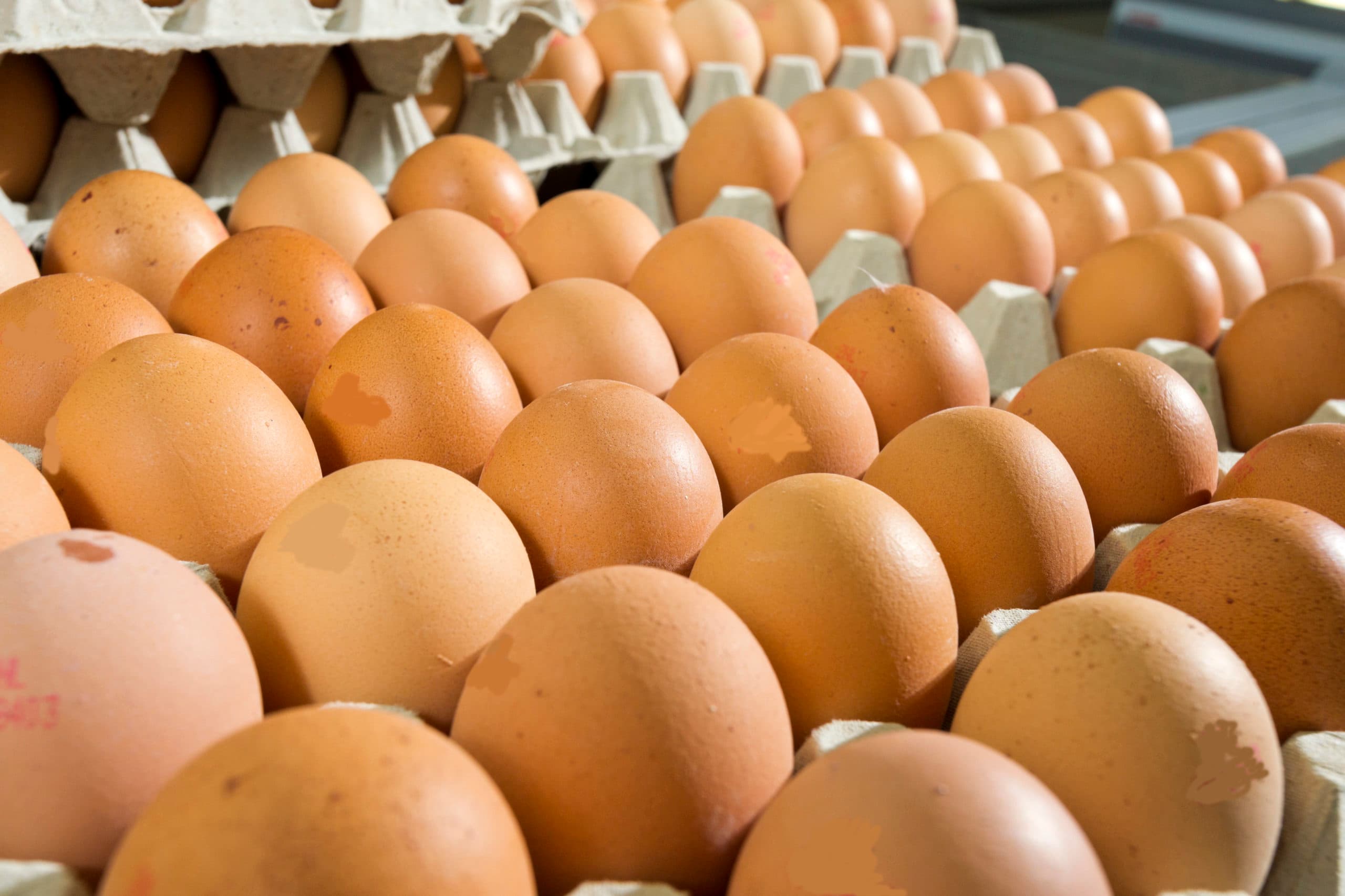 De bron van de met Salmonella enteritidis besmette eieren ligt mogelijk in Polen. De verdachte bedrijven daar zijn op slot gezet in afwachting van verder onderzoek.
