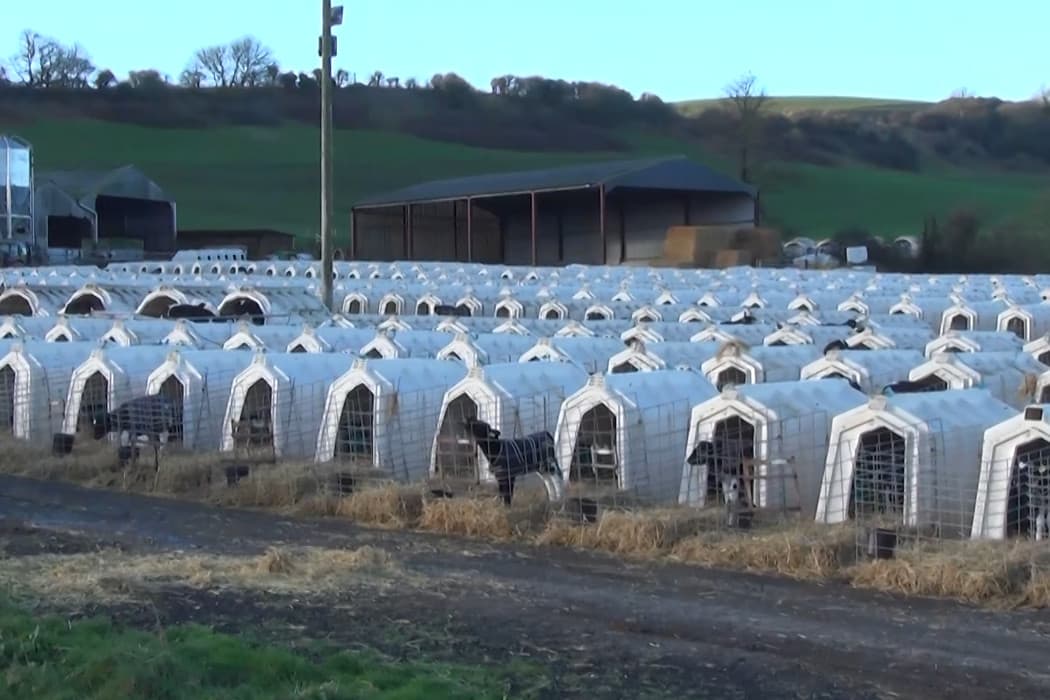 Screenshot uit video van Animal Equality UK op YouTube.