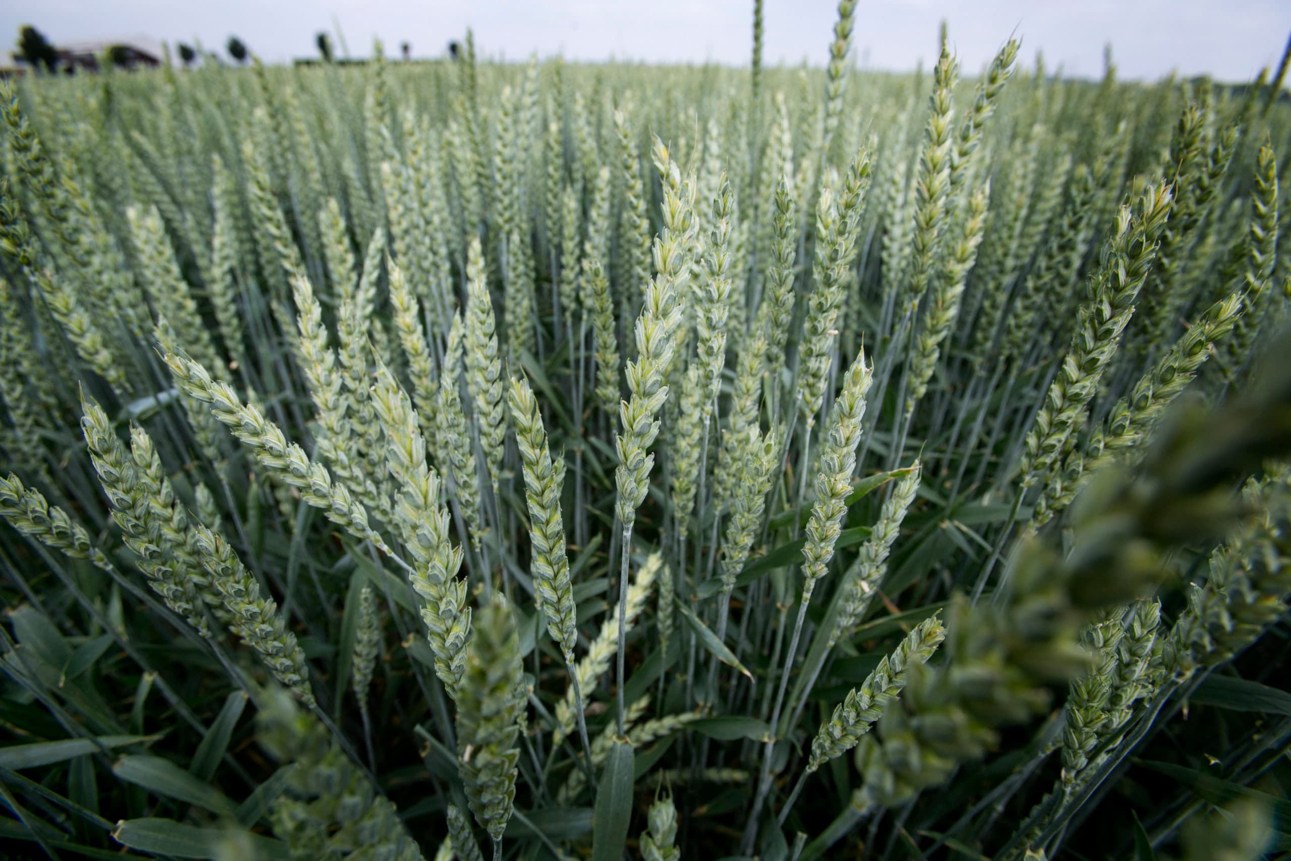 Syngenta komt in Chinese handen. - Foto: Roel Dijkstra